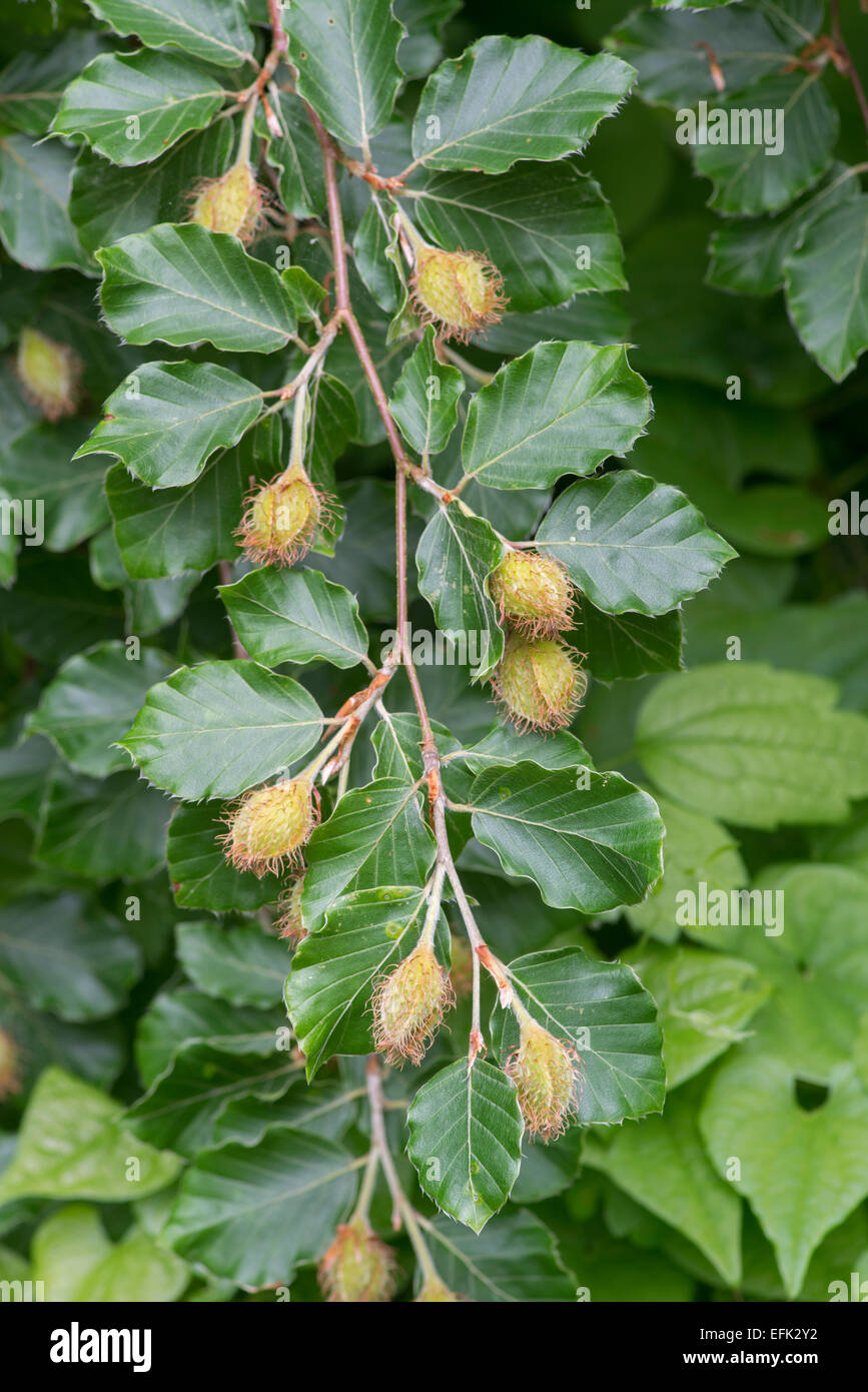 Buche: Fagus Sylvatica. Blätter und Früchte im Frühjahr Stockfoto