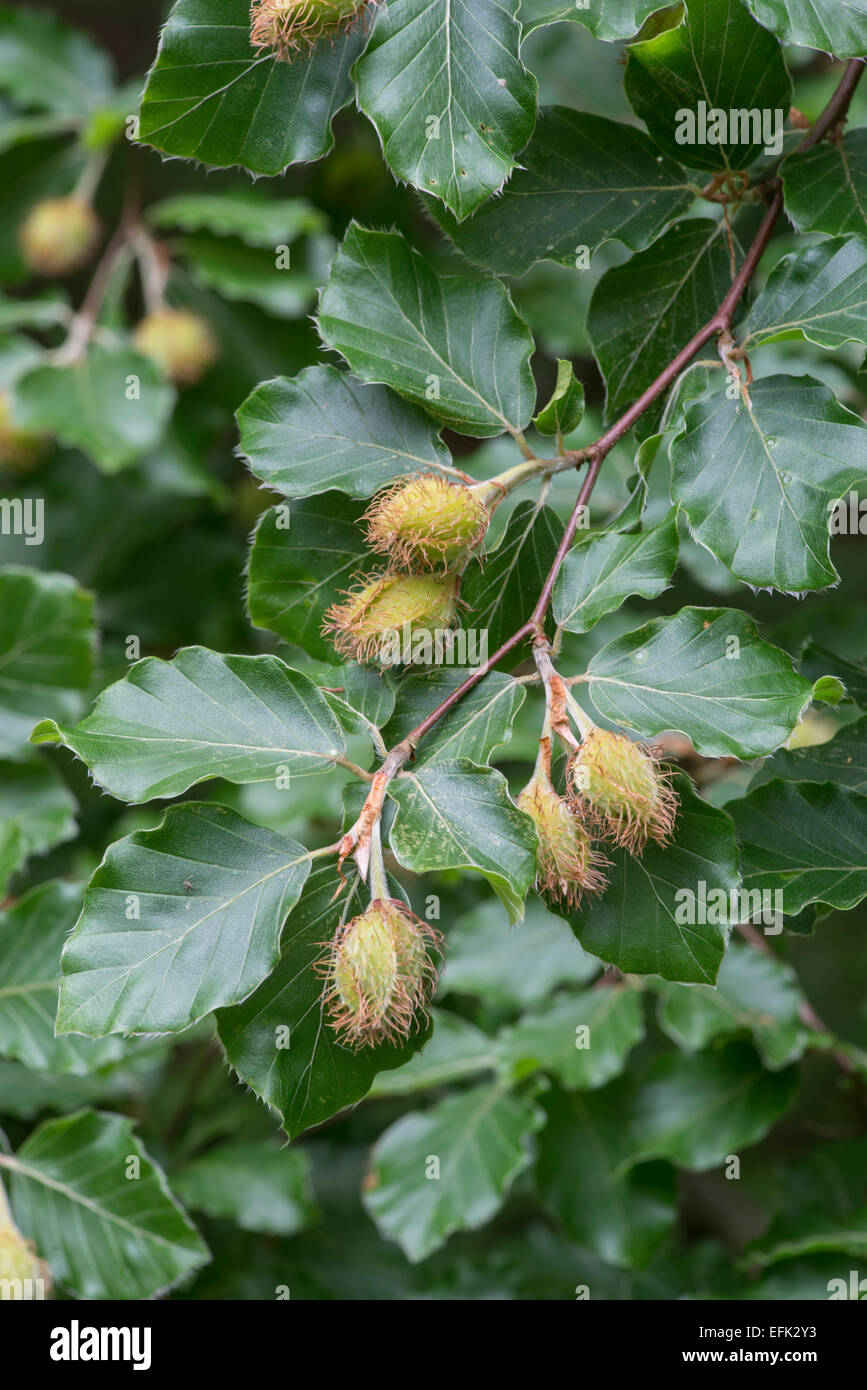 Buche: Fagus Sylvatica. Blätter und Früchte im Frühjahr Stockfoto