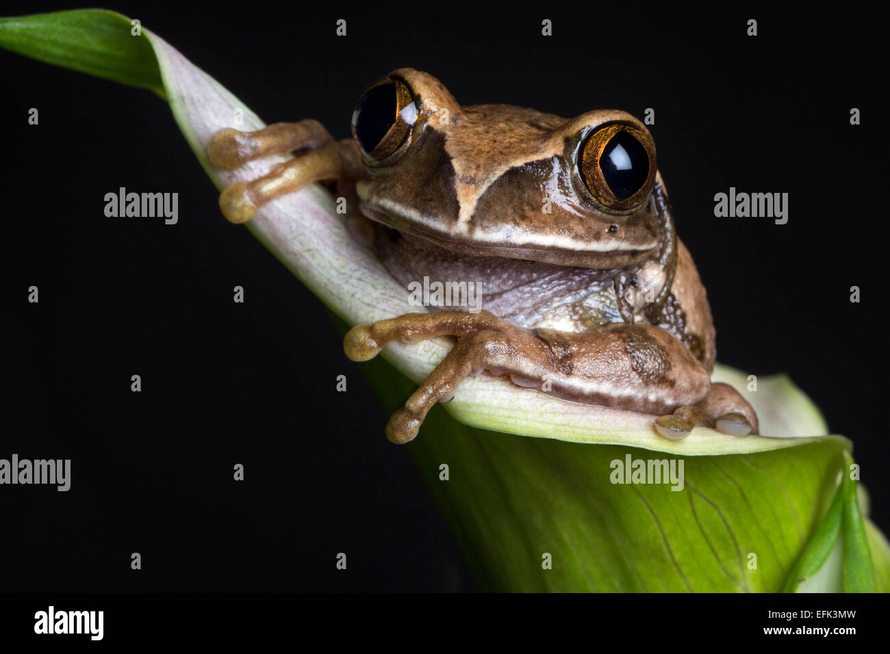 Braune Laubfrosch Stockfoto