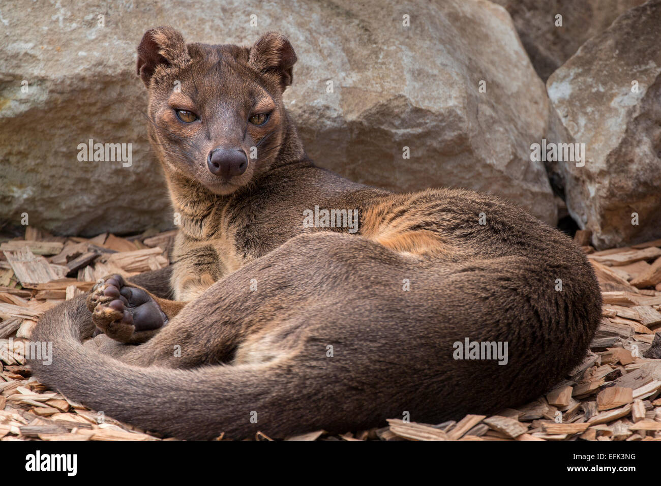 Fossa cryptoprocta ferox madagascar -Fotos und -Bildmaterial in hoher ...