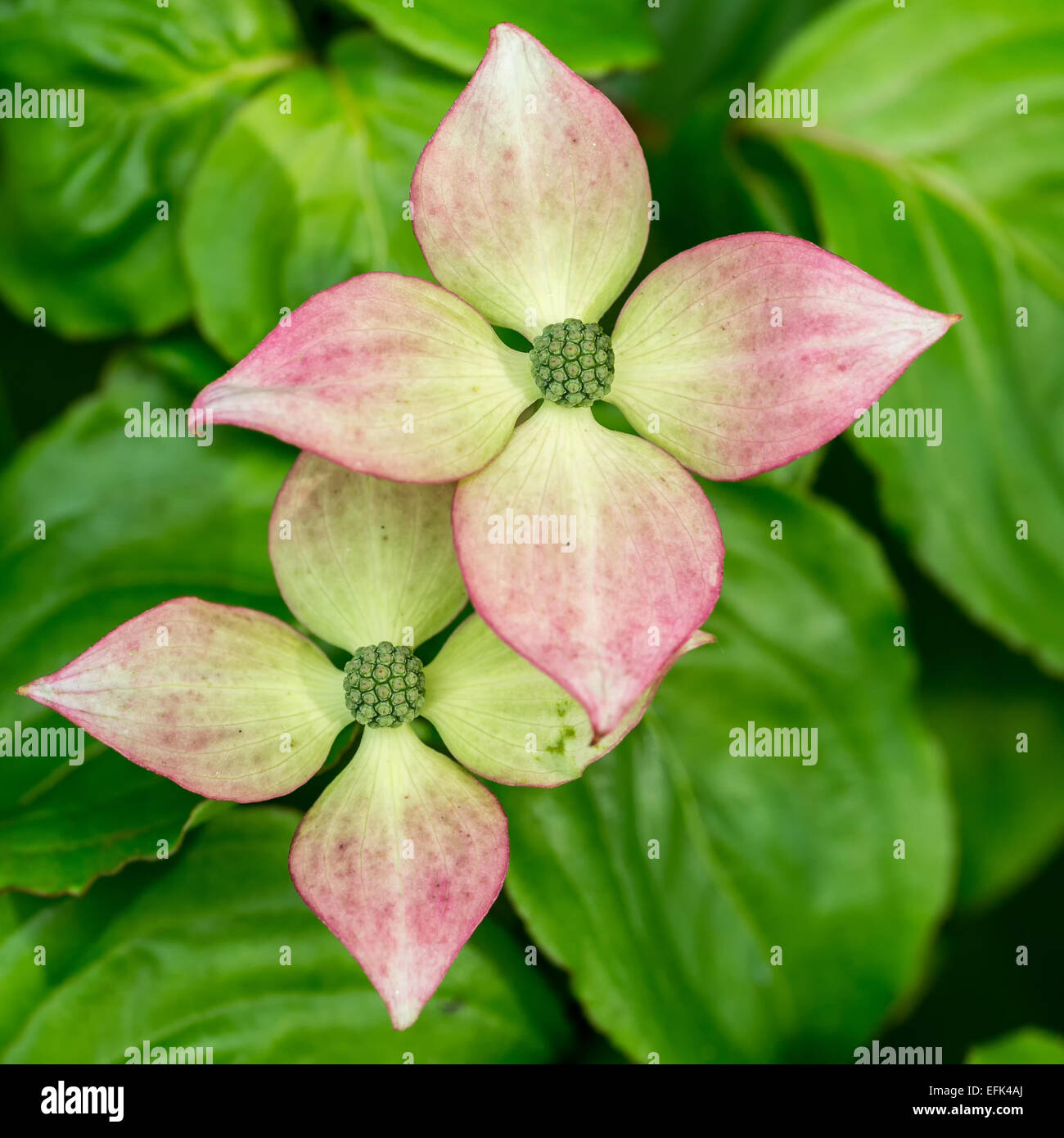 Blüten in den Kousa Hartriegel.  Botanischer Name: Cornus Kousa 'Satomi' Stockfoto