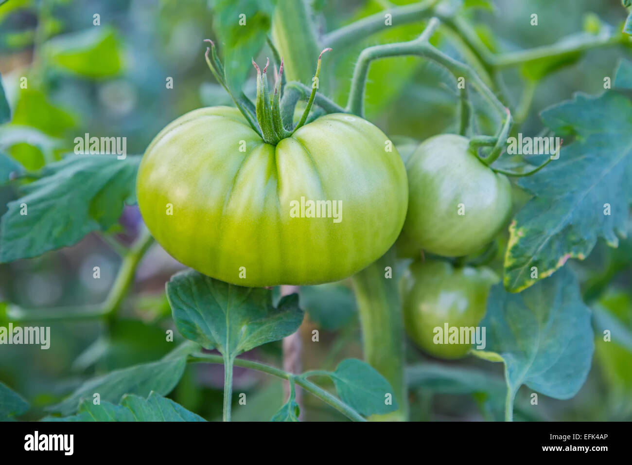 Eine große grüne Tomate Reifung im Garten. Stockfoto