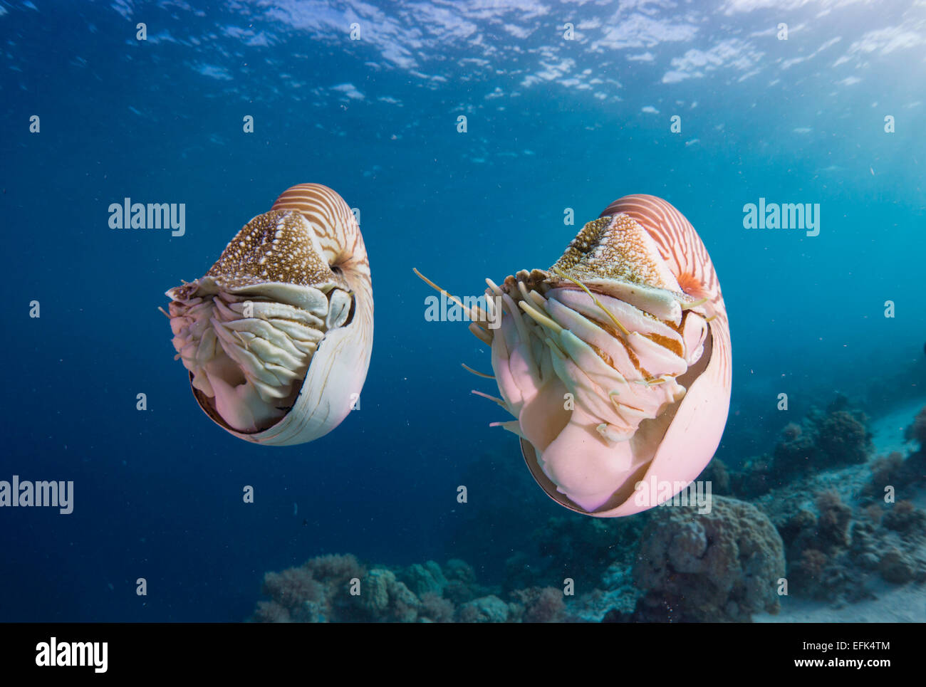 Gemeines perlboot Fotos und Bildmaterial in hoher Auflösung Alamy
