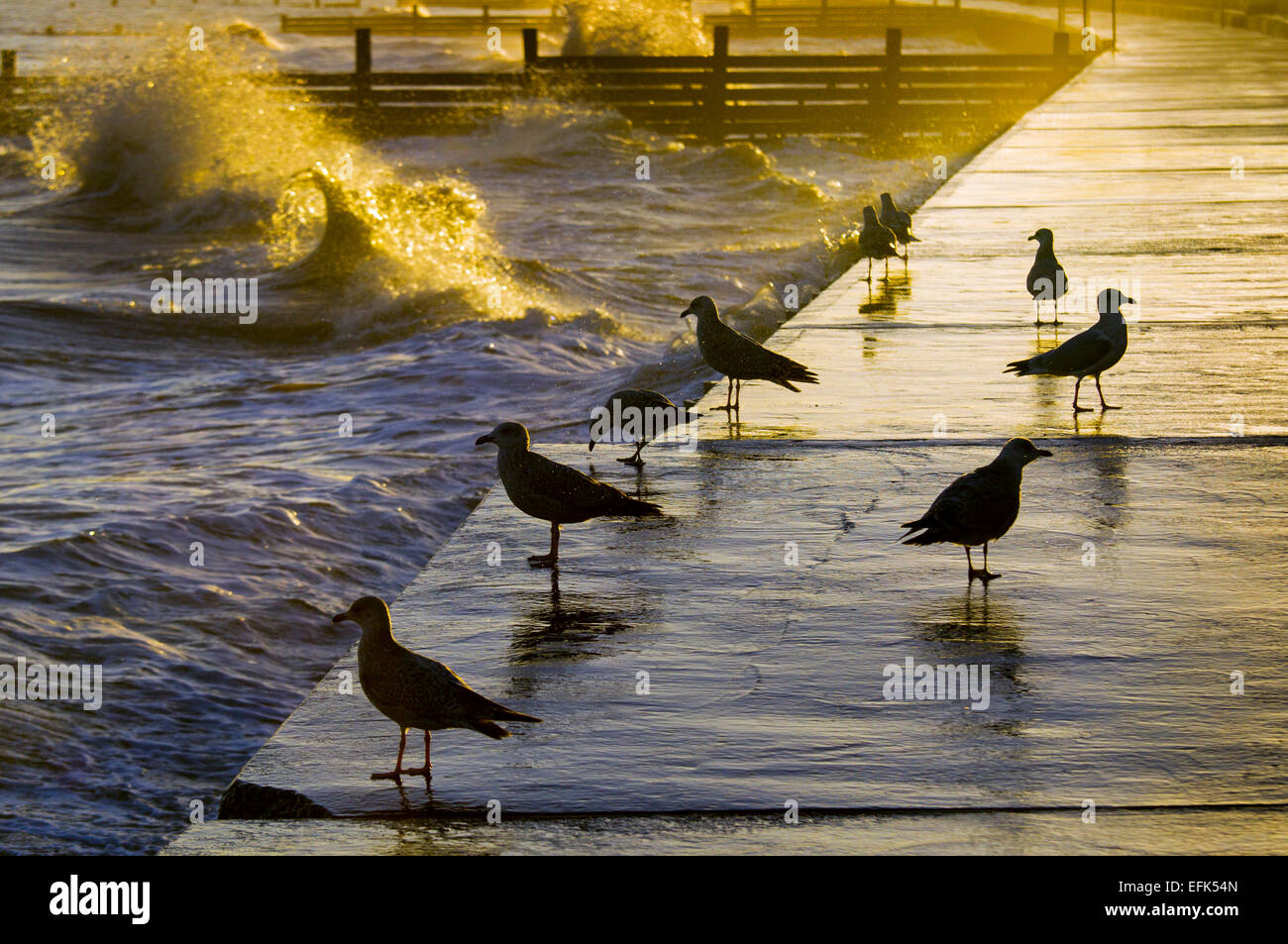 Silbermöwen Larus Argentatus warten auf die Ufermauer auf eine Flut von morgen Stockfoto