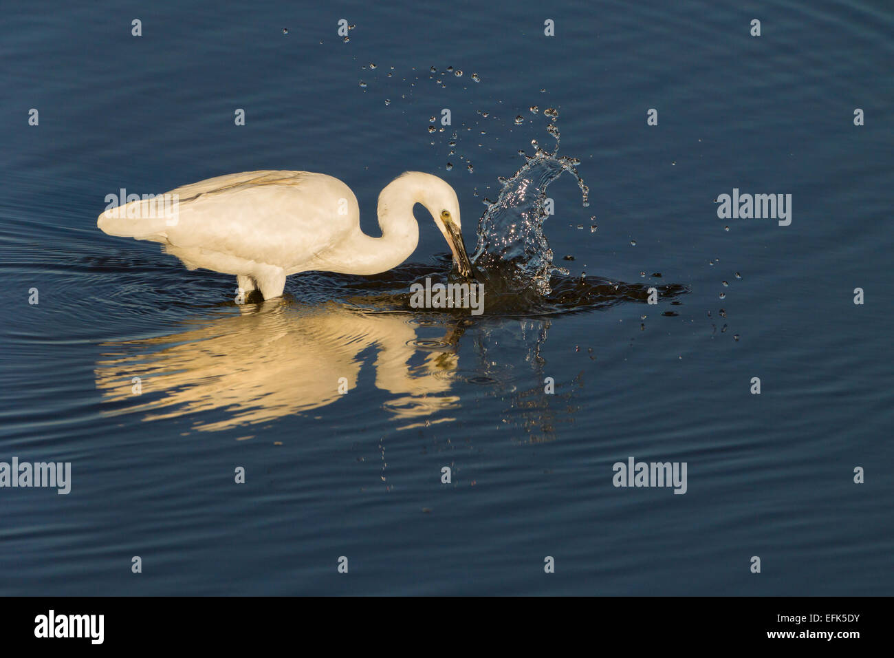 Little Egret Egretta garzetta an der Nordküste Norfolks Stockfoto