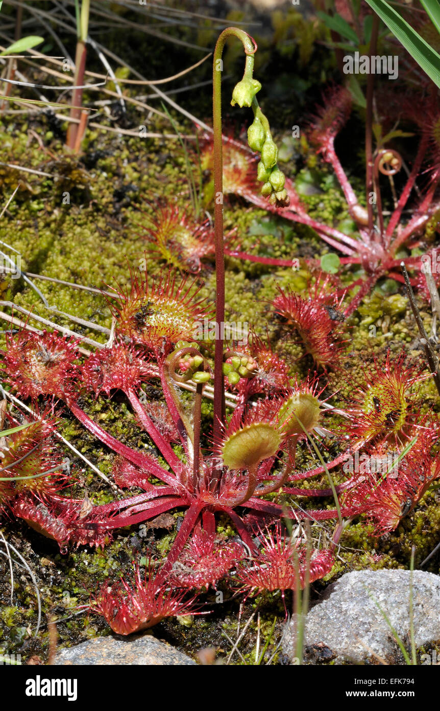 Runde-leaved Sonnentau - Drosera Rotundifolia insektenfressende Pflanze Stockfoto