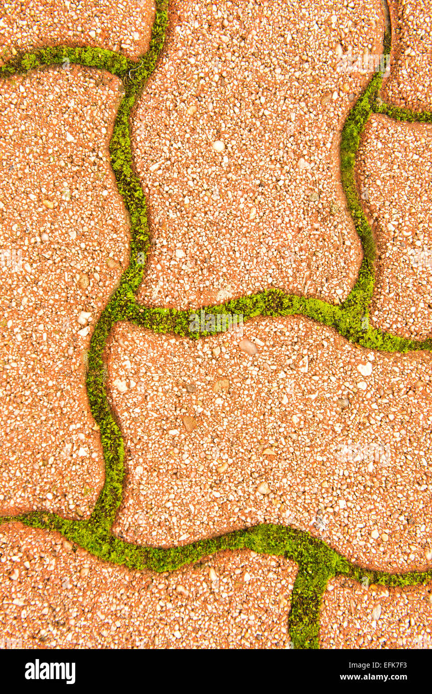 Kopfsteinpflaster zwischen - grünes Moos Stockfoto