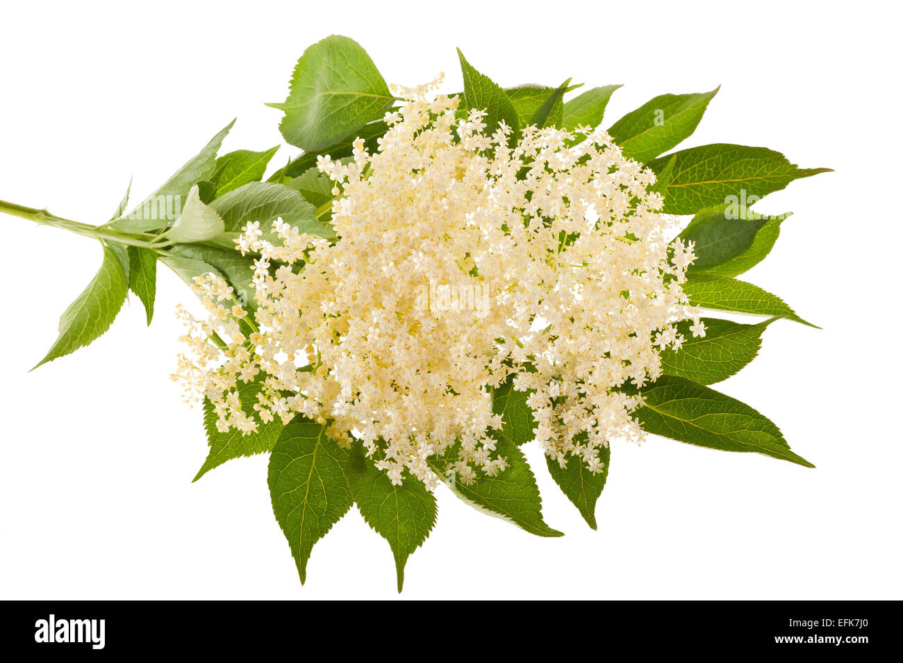 Holunderblüten, isoliert auf weiss Stockfotografie - Alamy