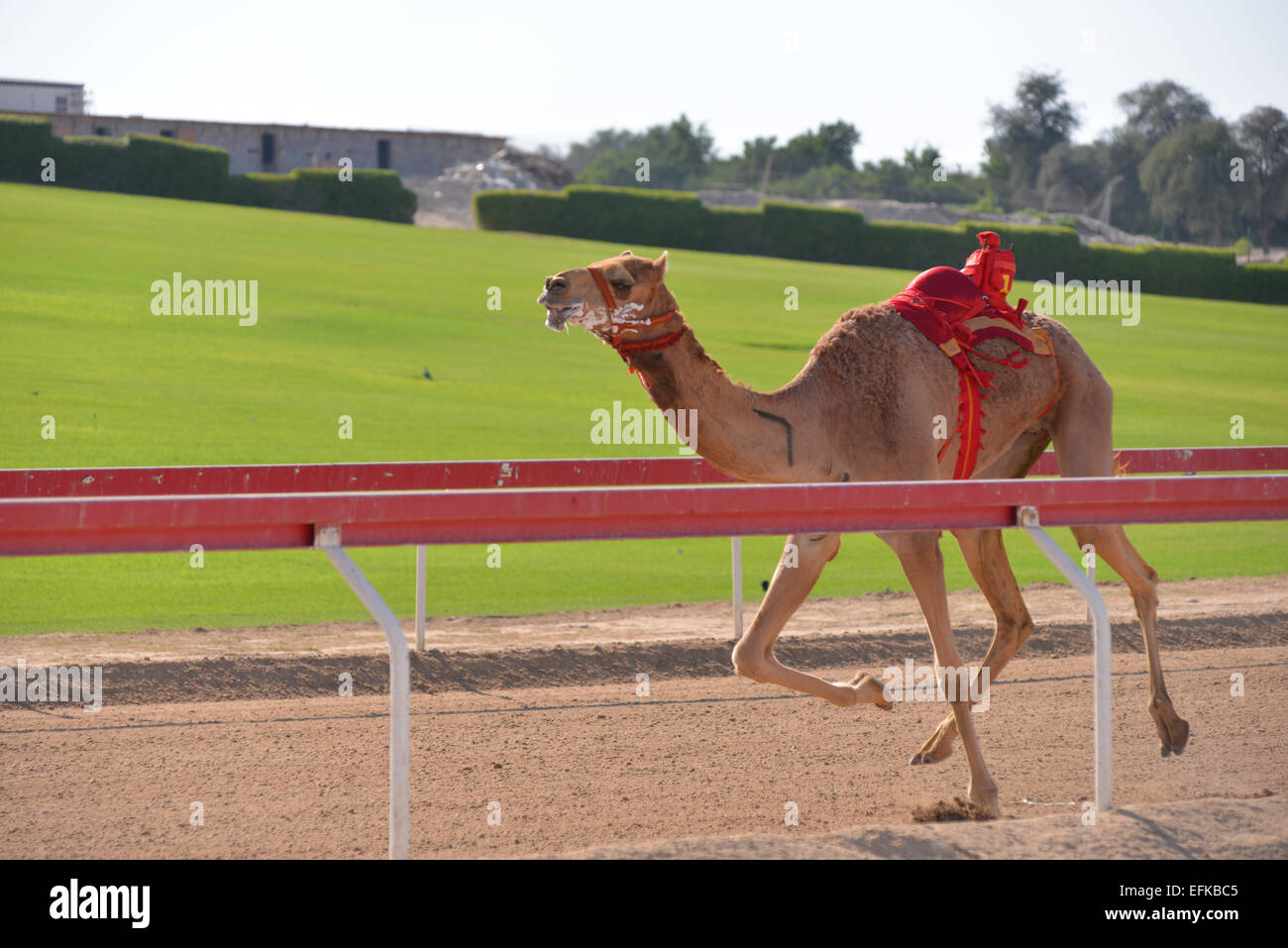 Kamel läuft in einem Kamelrennen in Abu Dhabi Stockfoto