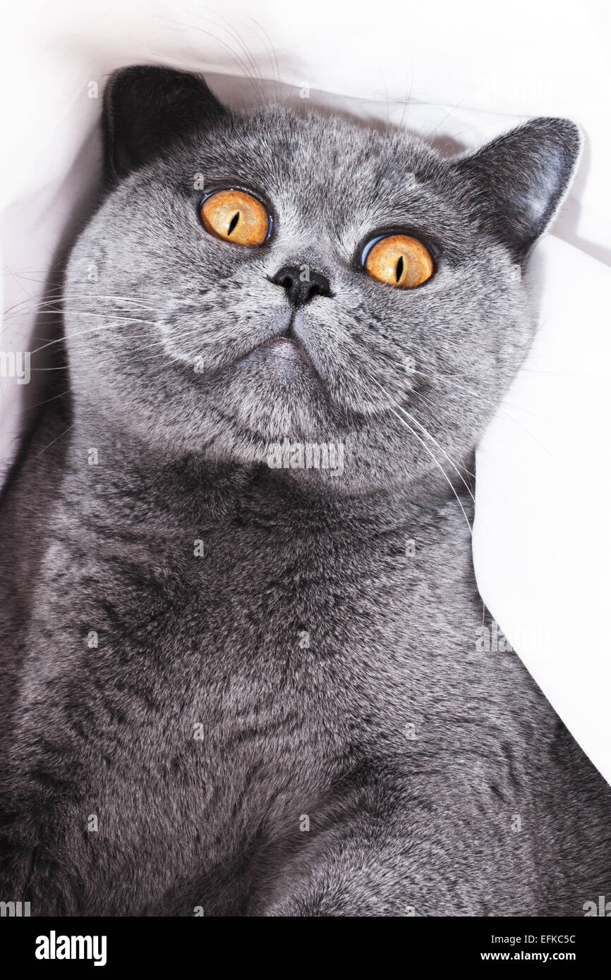 Junge kurzhaarige britische graue Katze hautnah Stockfoto