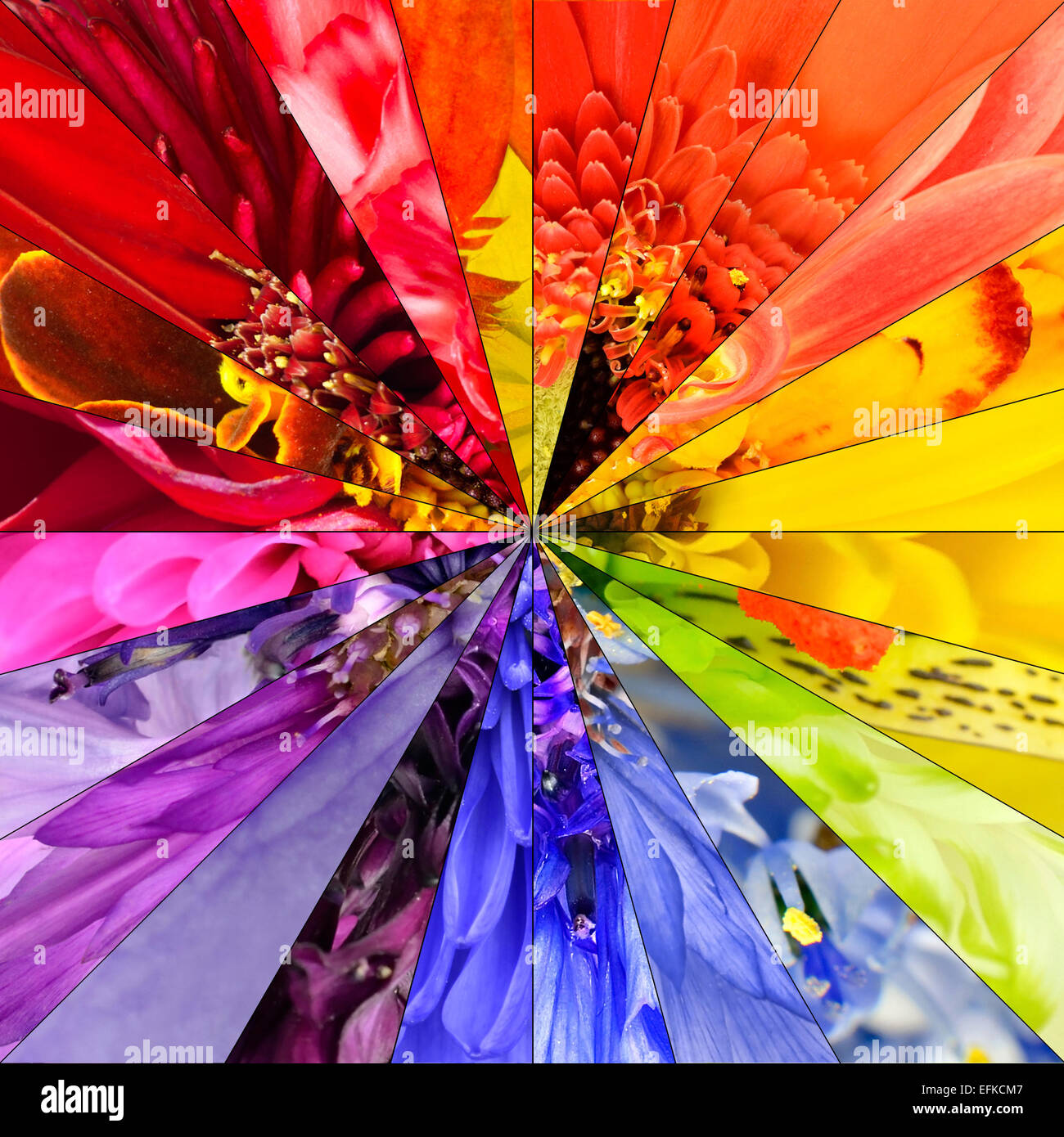 Rainbow Flower Center symmetrischen Collage aus Sammlung von verschiedenen bunt Wildblumen hergestellt. Teile sind geteilt Seamlesly ich Stockfoto
