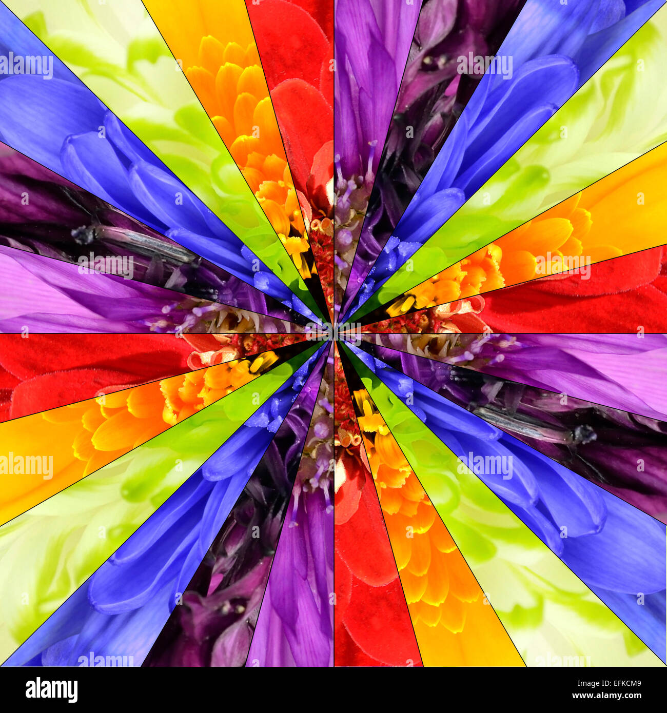 Rainbow Flower Center symmetrischen Collage aus Sammlung von verschiedenen bunt Wildblumen hergestellt. Teile sind geteilt Seamlesly ich Stockfoto