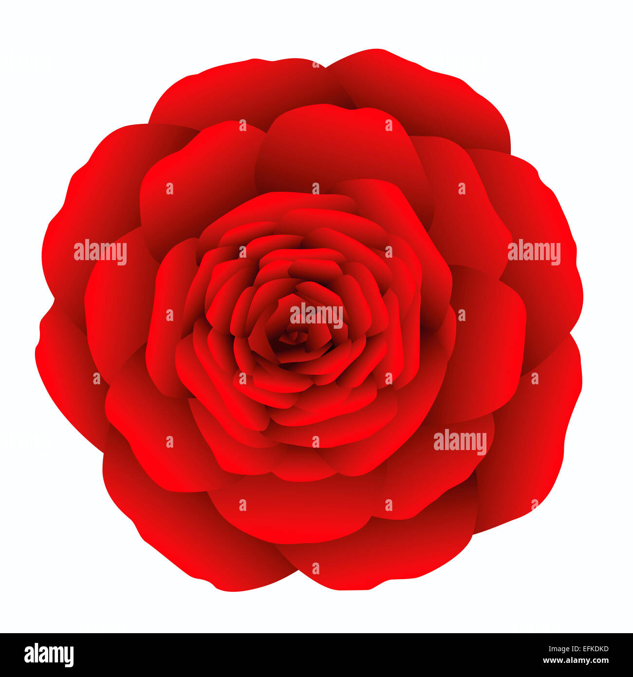 Rote Rose auf weißem Hintergrund. Stockfoto