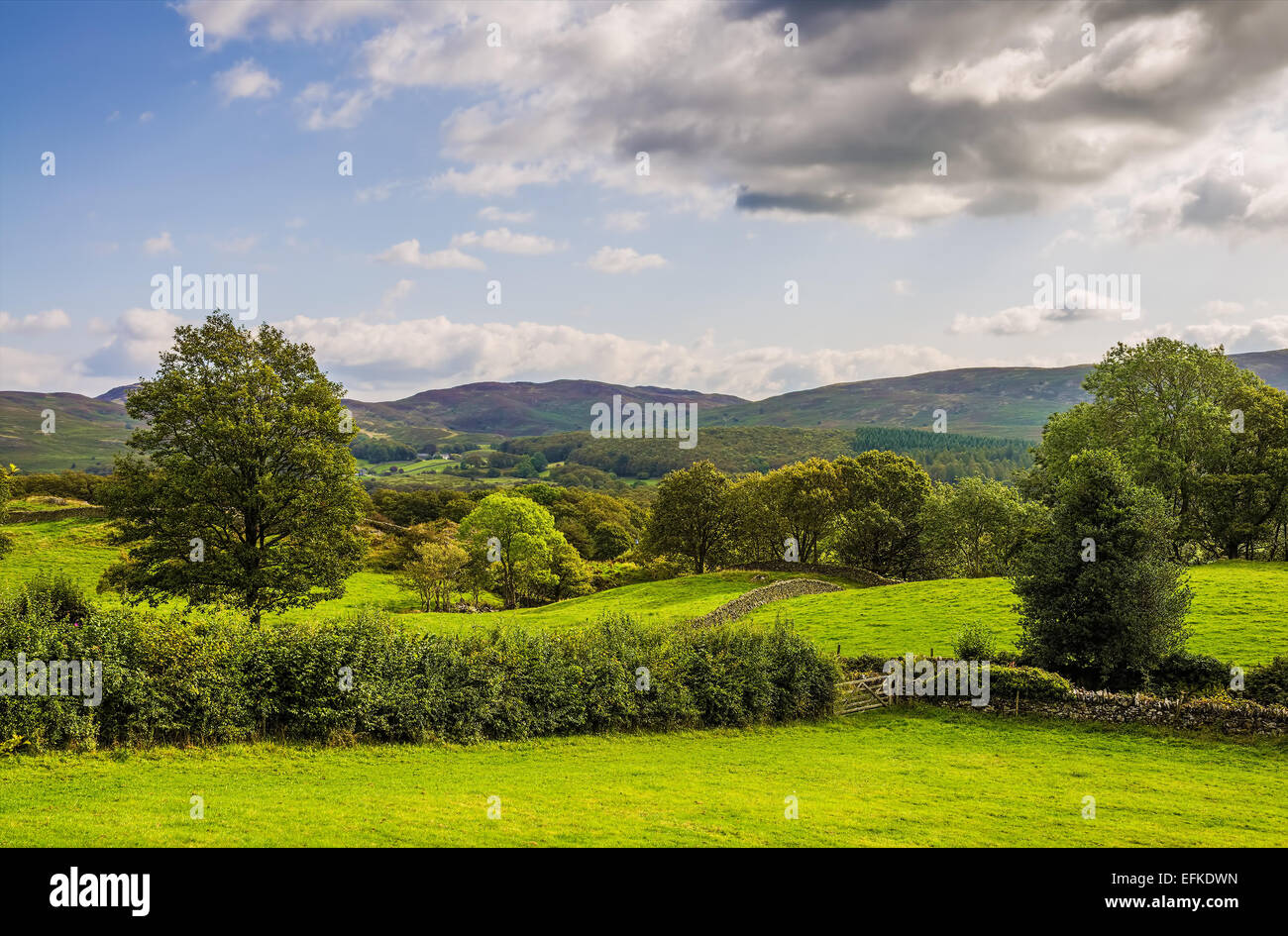 Grüne Landschaft in Cumbria Stockfoto