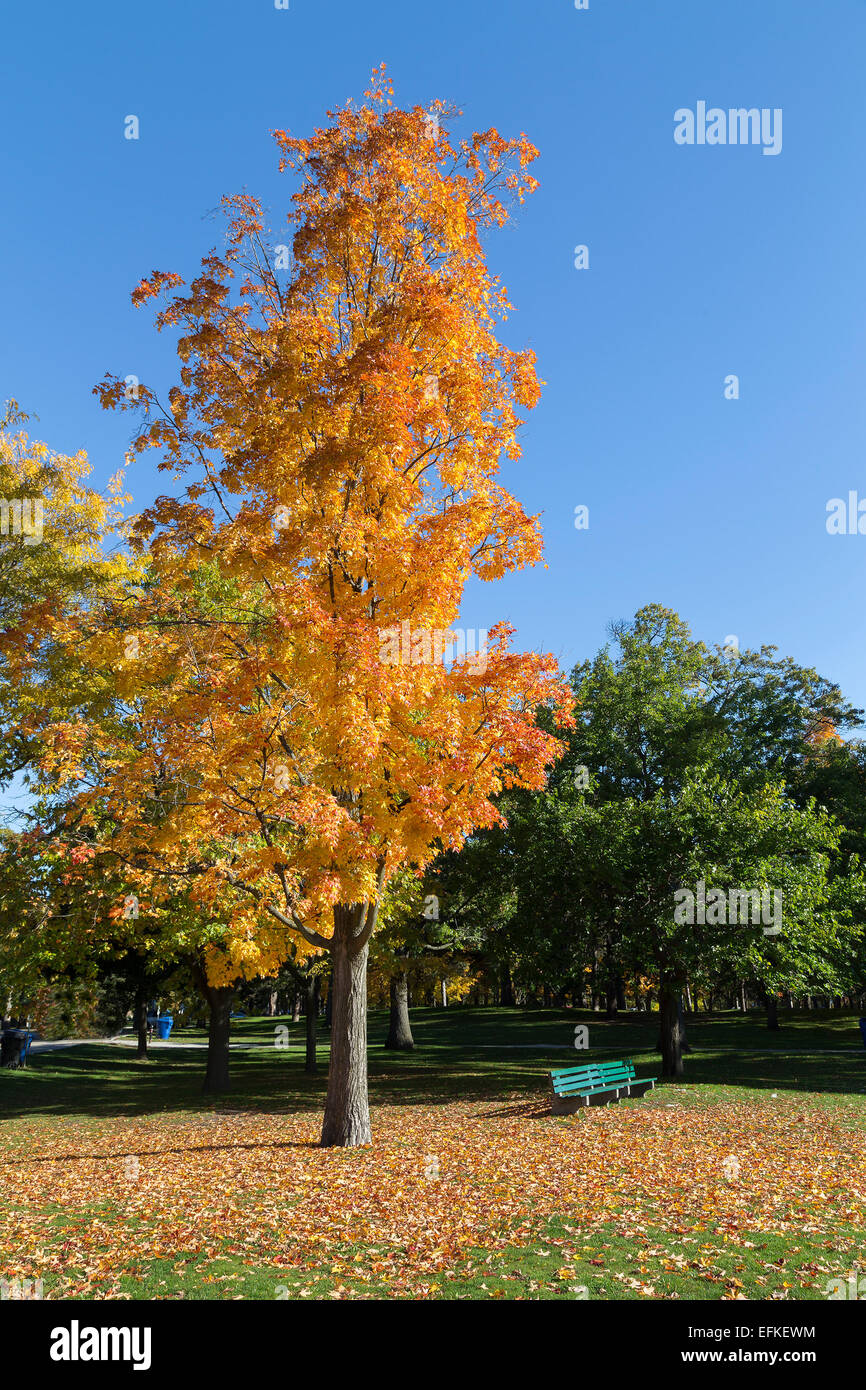 Eine bunte Orangenbaum im Herbst mit einigen grünen Bäumen im Hintergrund Stockfoto