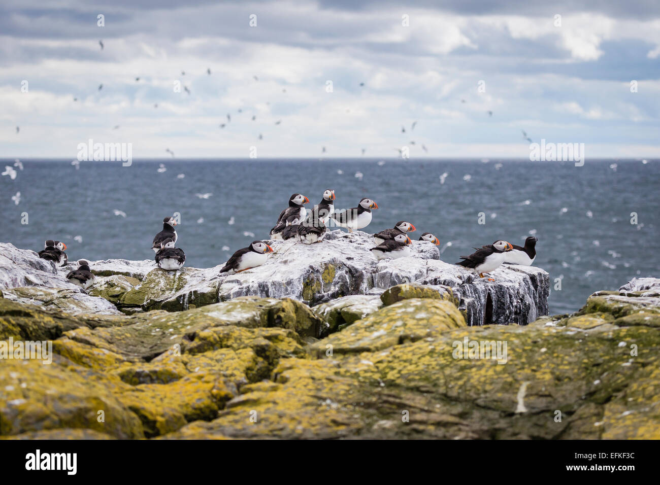 Ruhenden Papageientaucher, Farne Islands, UK Stockfoto