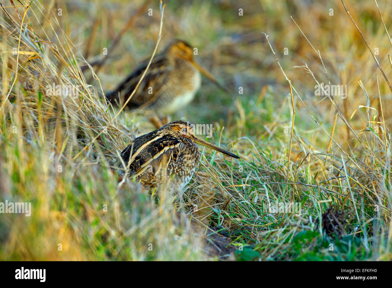 Gemeinsamen Schnepfen Gallinago Gallinago zwei Ruhe am Ufer des Flusses Stockfoto