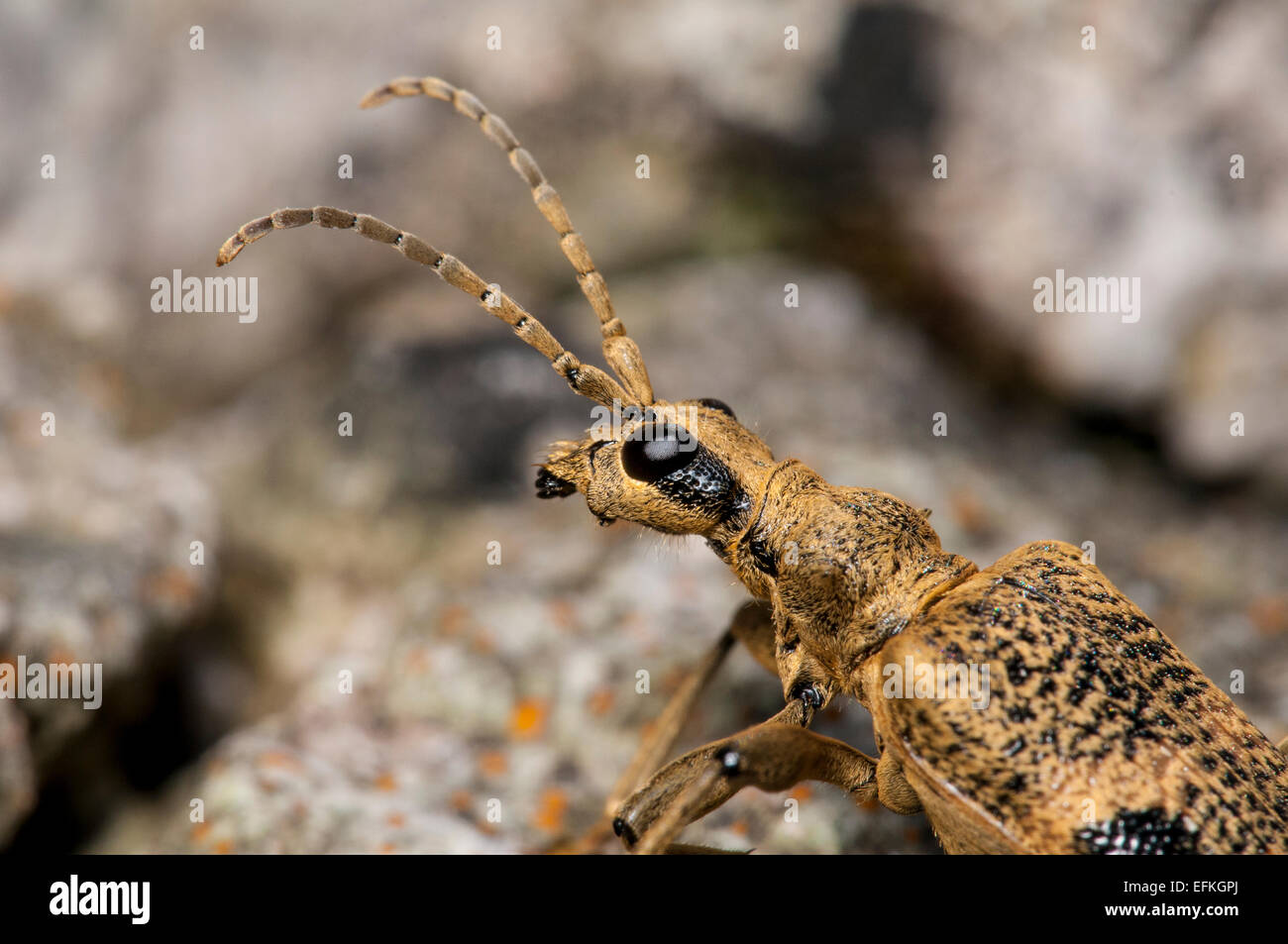 Black-spotted Longhorn Beetle (Rhagium Mordax), Erwachsene, Kopf und Schultern Nahaufnahme am Gang Schubkarren National Nature Reserve in Cu Stockfoto