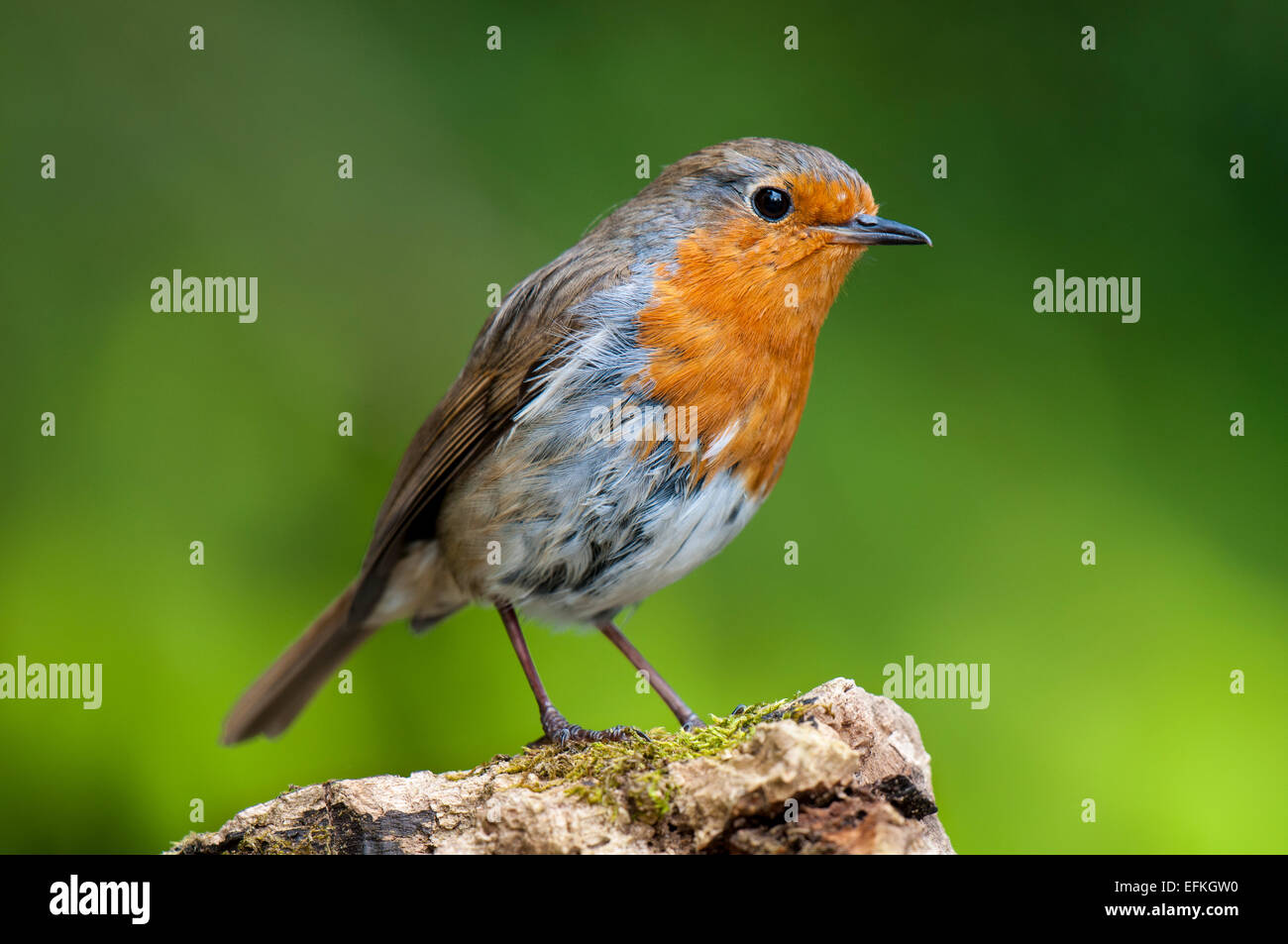 Robin (Erithacus Rubecula) Erwachsenen thront auf einem Baumstamm im Hale in Cumbria. Mai. Stockfoto