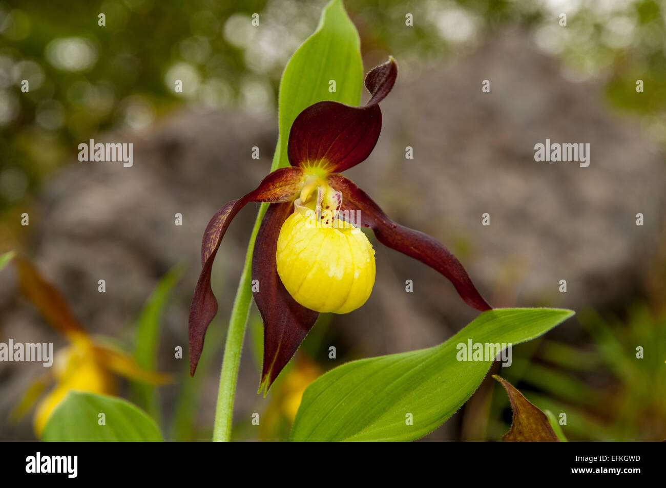 Frauenschuh-Orchideen (Cypripedium Calceolus) Blüte am Gang Schubkarren National Nature Reserve in Cumbria. Mai. Captive Auslandseinkommen Stockfoto