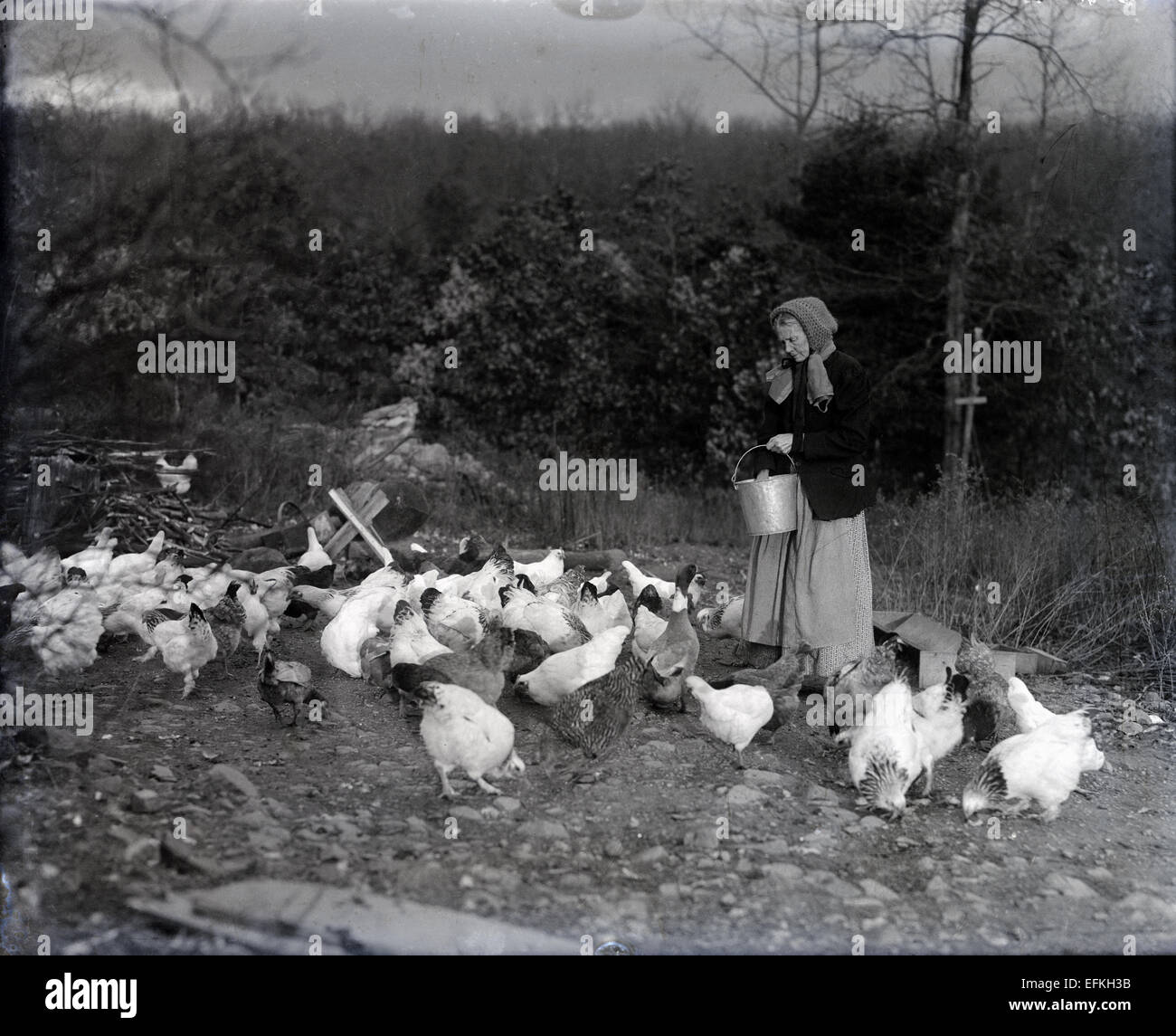 Antike 1903 Foto feeds alte Hühner (und 1 Ente) in einer ländlichen Lage, wahrscheinlich New Hampshire, USA. Stockfoto