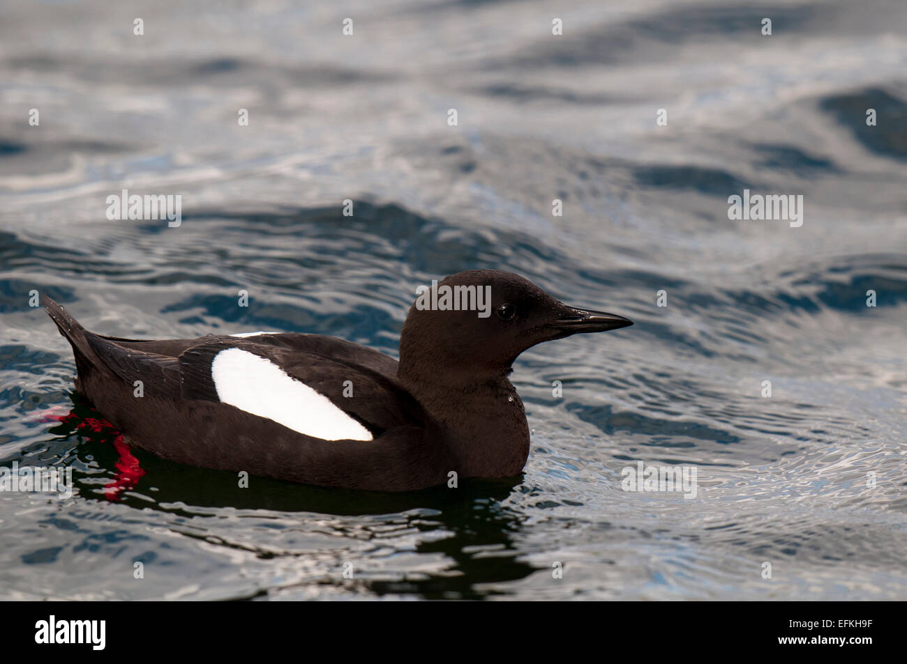 Black Guillemot (Cepphus Grylle) Erwachsenen Schwimmen im Hafen von Oban, Argyll, Schottland. Mai. Stockfoto