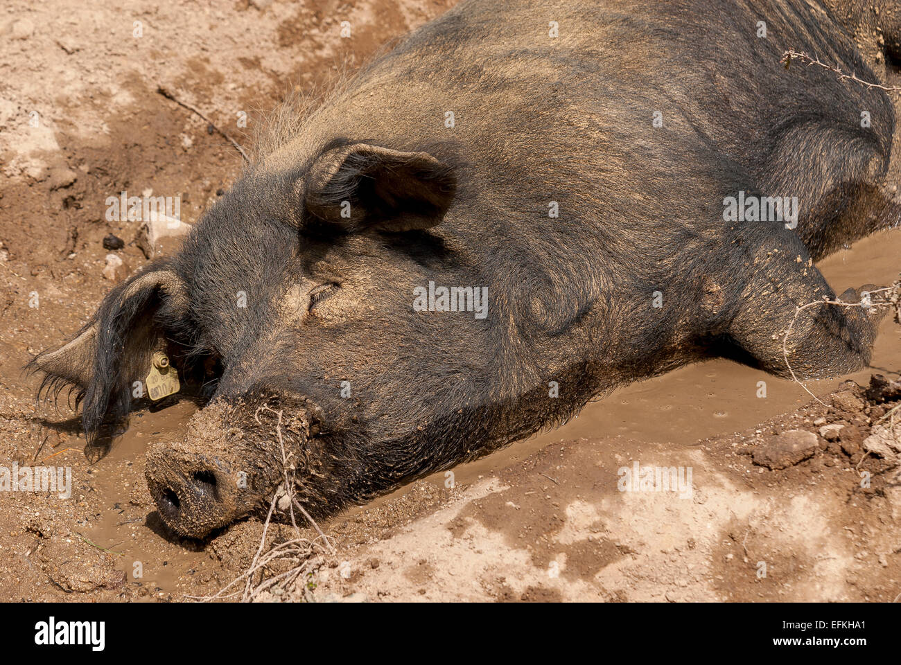 Cochon sur la route du col de vergio Corse du Sud Frankreich Stockfoto
