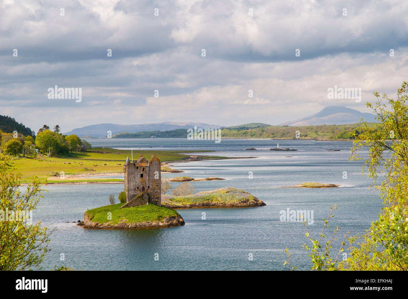 Castle Stalker thront auf einer Insel im Loch Linnhe, Argyll, Schottland. Mai. Stockfoto