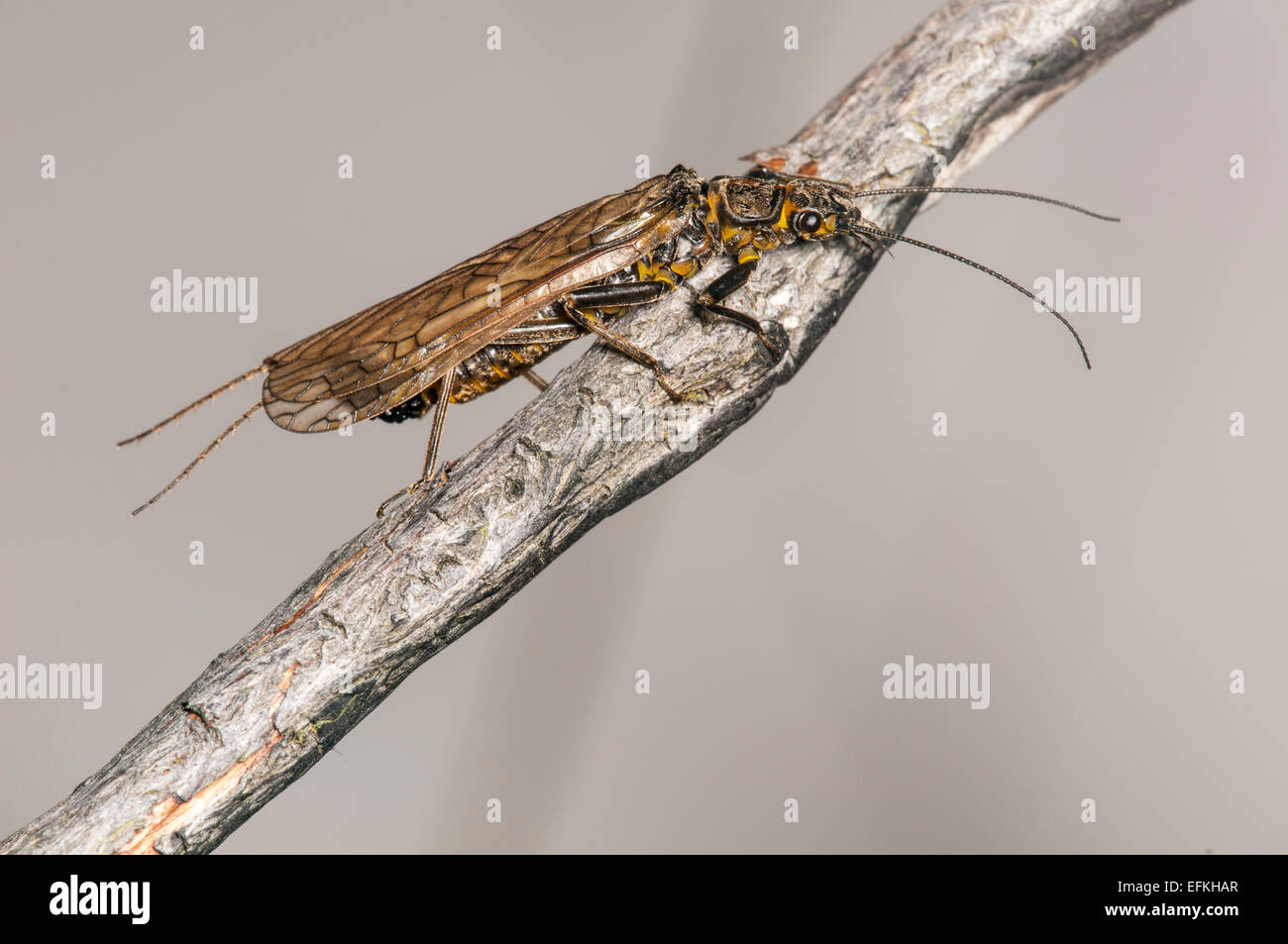 Großen Steinfliegenmuster (Perlodes Microcephala) stieg auf einen Zweig an den Ufern des Flusses Moriston knapp unterhalb Loch Cluanie, Inverness- Stockfoto