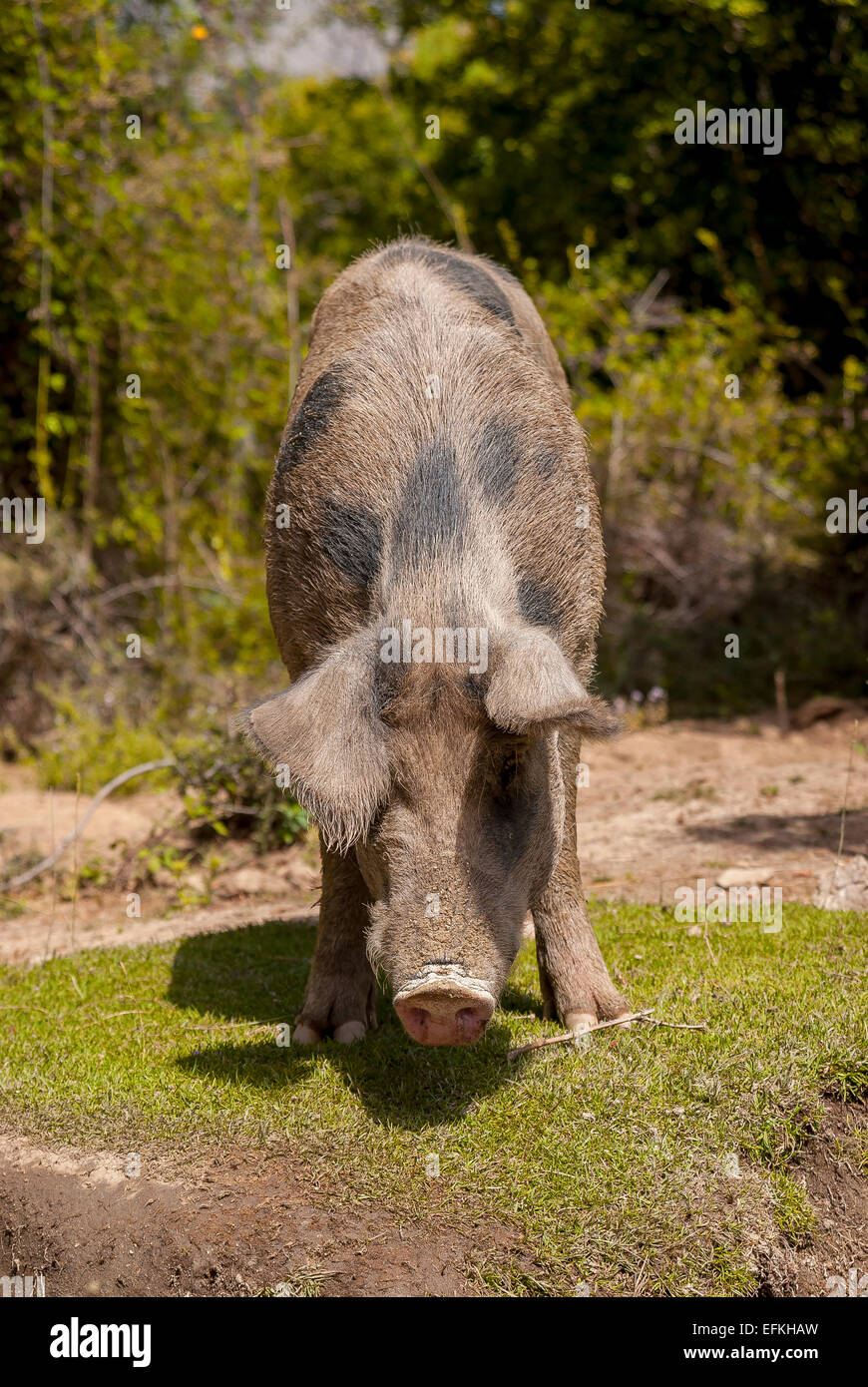Portrait d ' un Cochon Sur la Route du Col de Vergio Korsika Frankreich Stockfoto