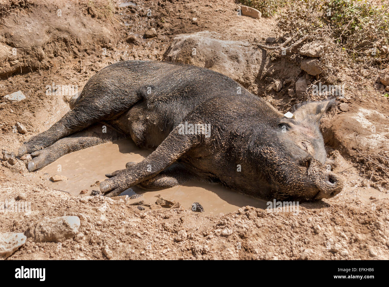 Cochon dorment dans la boue sur la route du col de vergio corse Frankreich Stockfoto