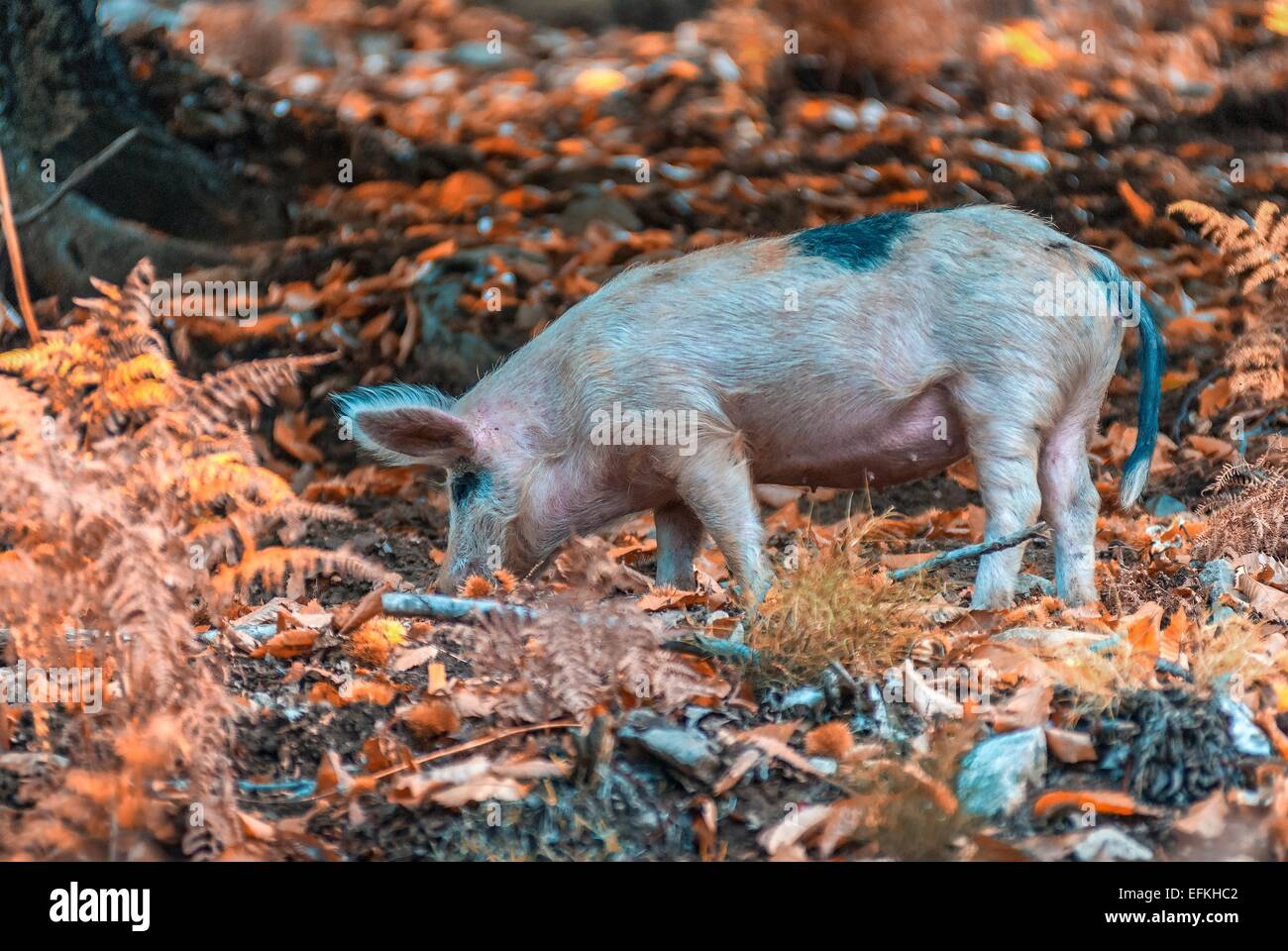 Cochon de Montagne Dans la Vallée De La Restonica haute Corse Frankreich 2 b Stockfoto