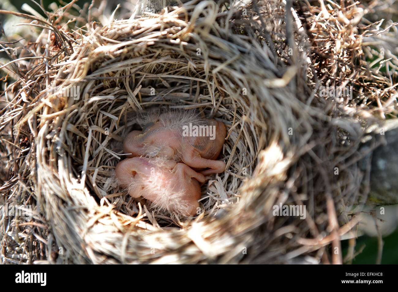 Neugeborenen Robin Vögel im nest Stockfoto