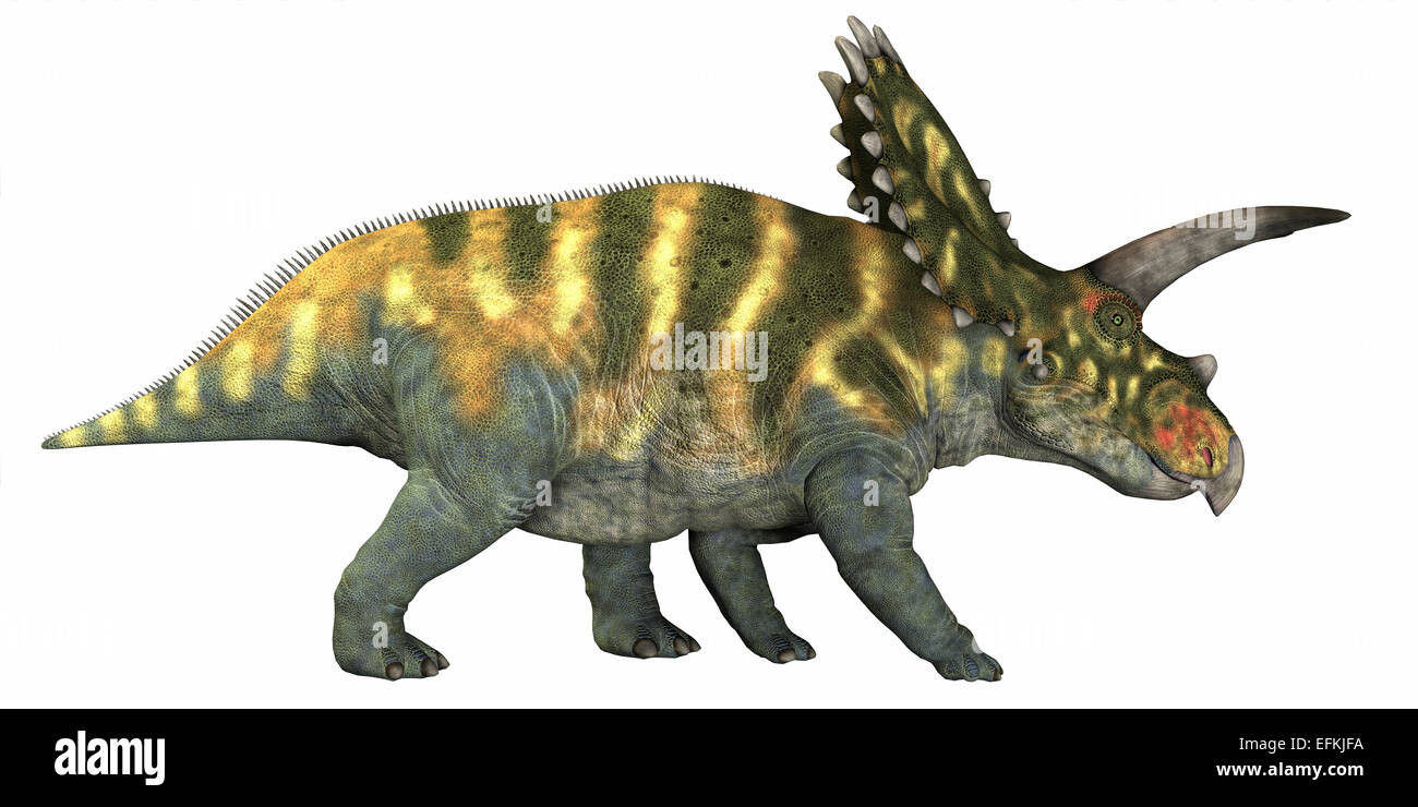 Coahuilaceratops war ein Pflanzenfresser, die in der Kreidezeit Ära von Mexiko gelebt. Stockfoto