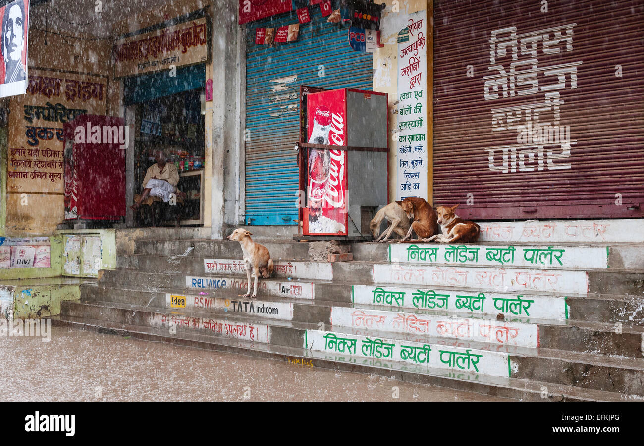 Streunende Hunde nehmen Schutz vor heftigen Monsunregen und Sturzflut entlang Ladenfront. Stockfoto