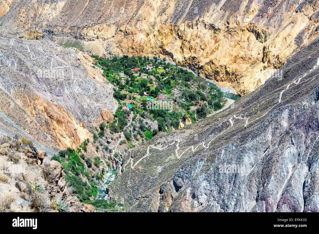 Grüne Oase im trockenen Colca Canyon in der Nähe von Arequipa, Peru Stockfoto