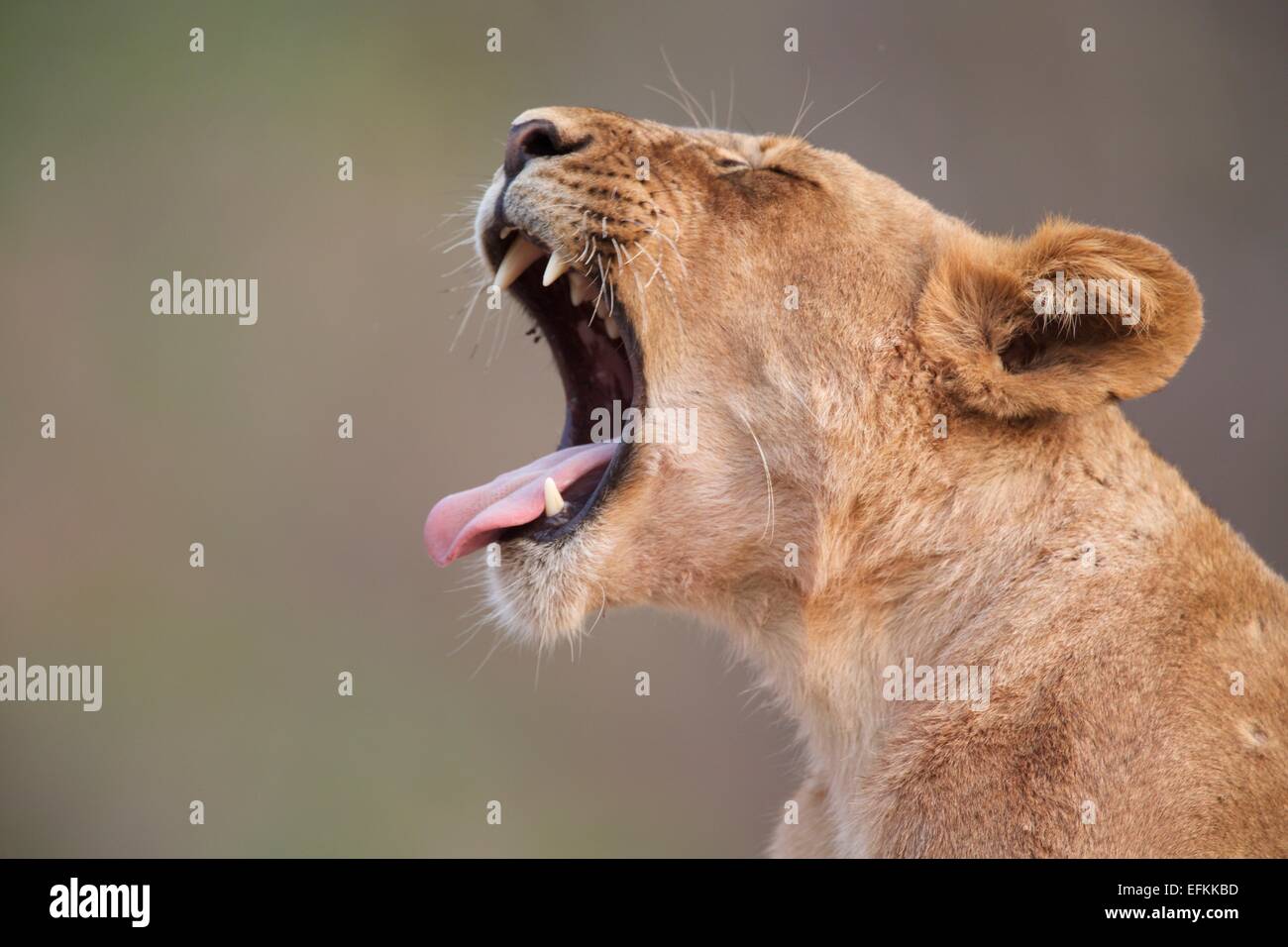 Löwin (Panthera Leo) Cub Dröhnen, Mana Pools, Simbabwe, Afrika. Stockfoto