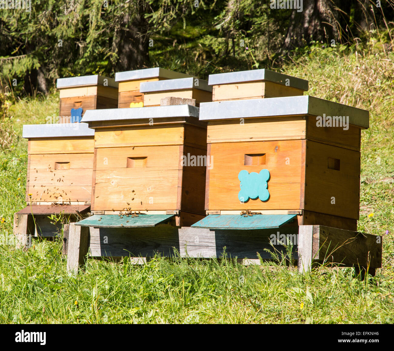 Imkerei - Bienen fliegen auf einem hölzernen Beeyard. Stockfoto