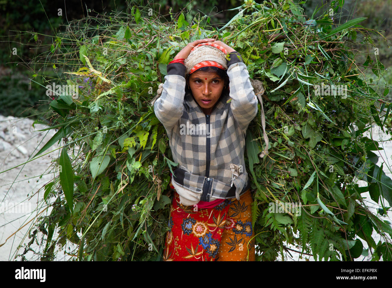 Junge Mädchen tragen Tierfutter zurück zu ihrem Bauernhof der Familie Balthali Village Kathmandu Stockfoto