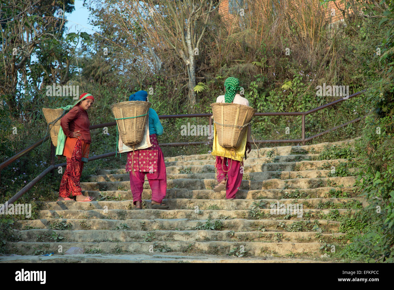Junge Frauen, die Tierfutter zurück zu ihrer Familie Bauernhof Balthali Village Kathmandu Stockfoto