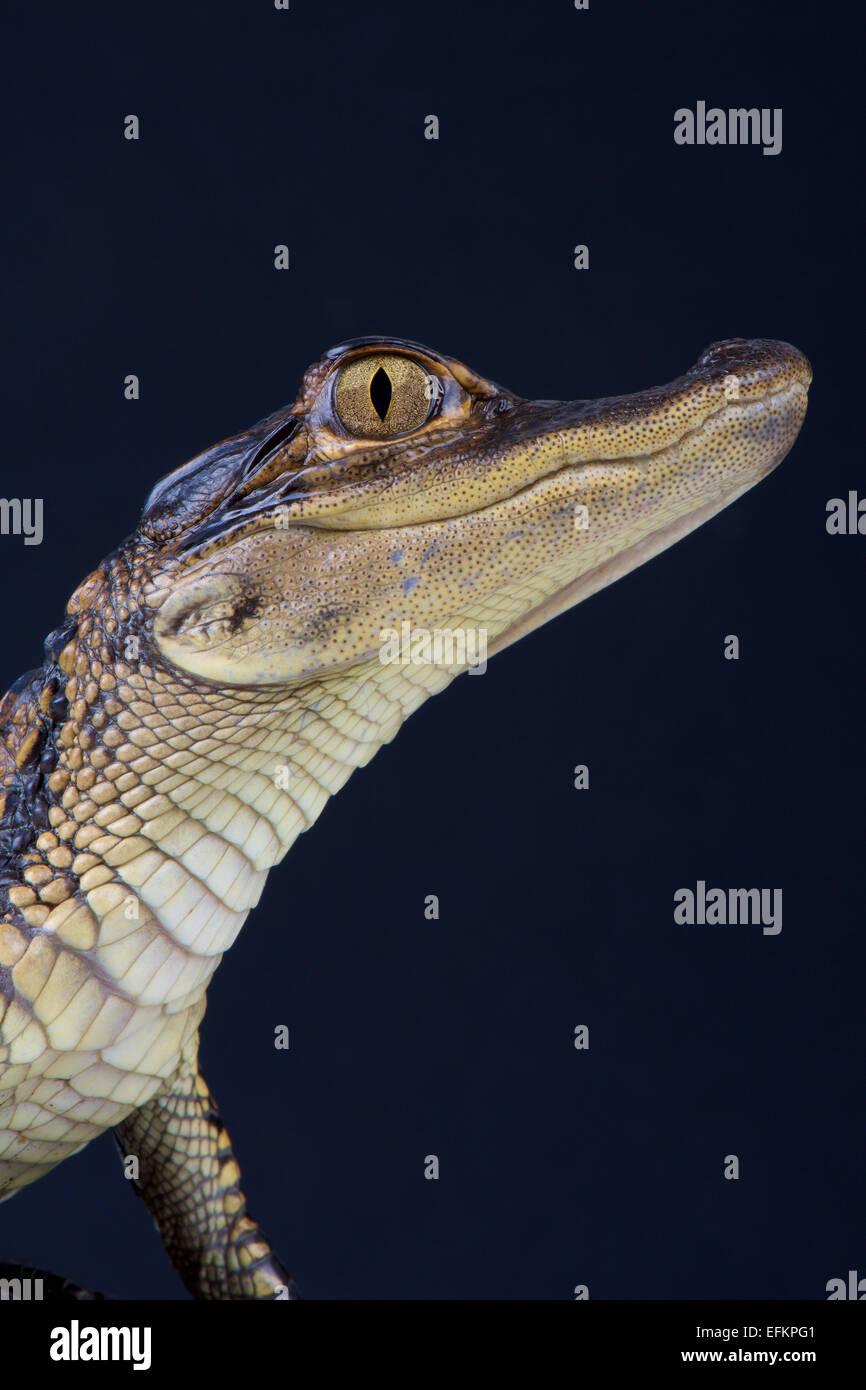 Amerikanischer Alligator / Alligator Mississippiensis Stockfoto