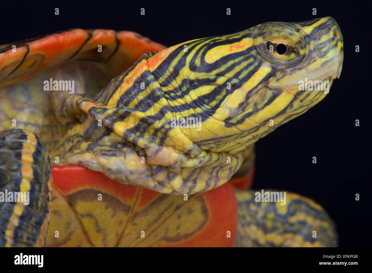 Western bemalt Schildkröte / Chrysemys Picta Bellii Stockfoto