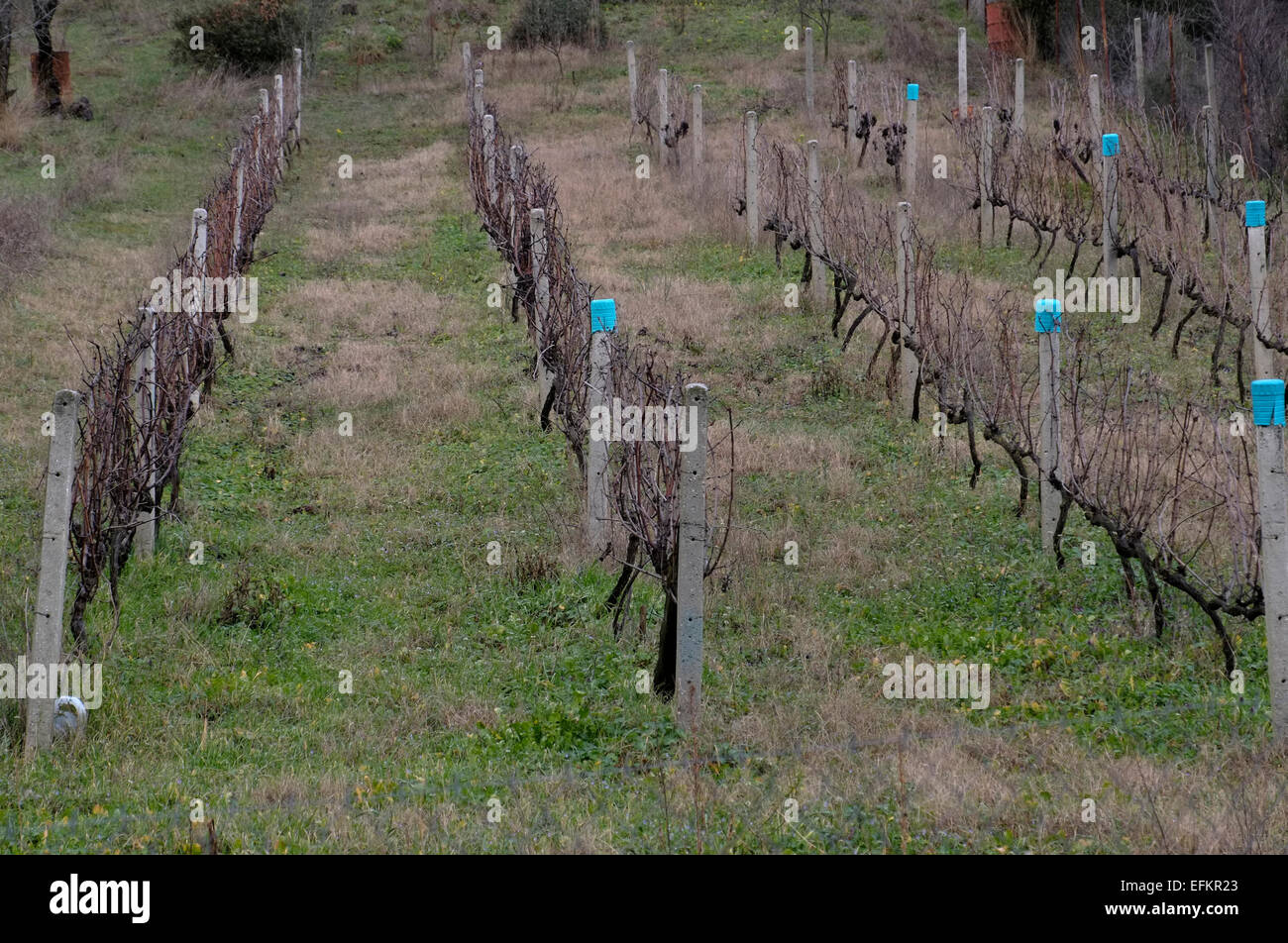 Trockene Zweige von einem Weinberg in Evrytania Region Zentral Griechenland Stockfoto