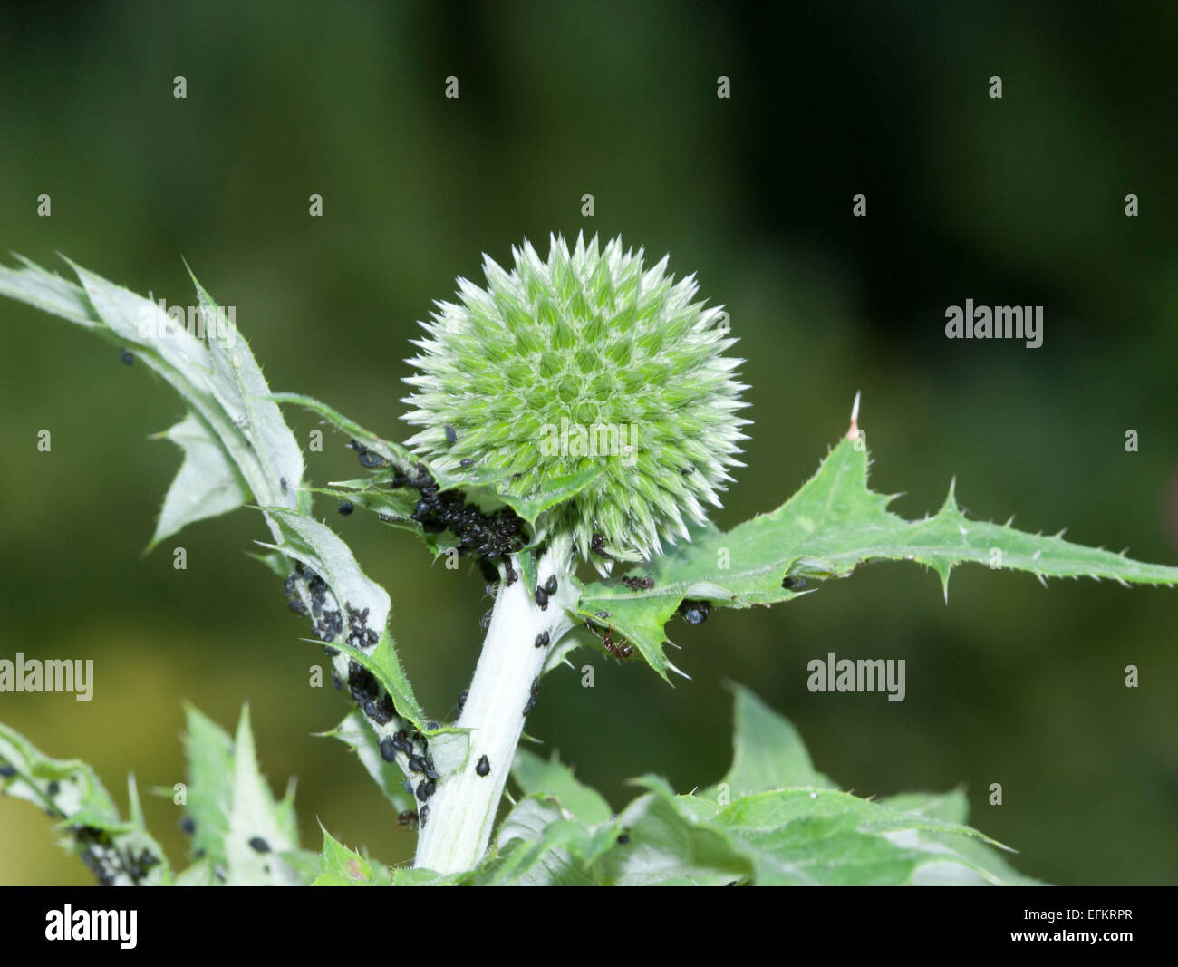 BT9R8R Globe Thistle Anlage bedeckt mit Blackfly Befall Stockfoto