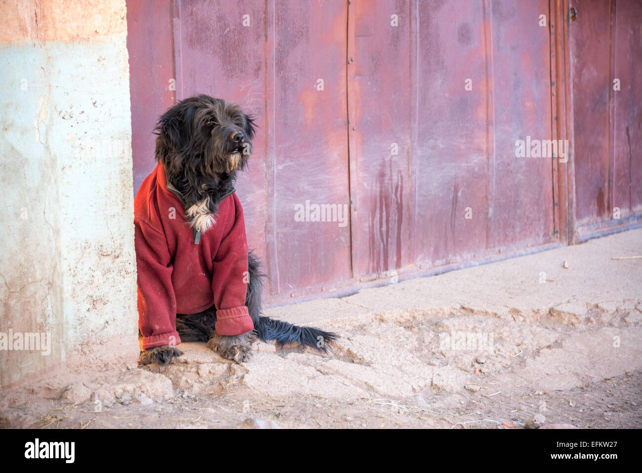 Schwarzer Hund trägt einen roten Pullover in Tupiza, Bolivien Stockfoto