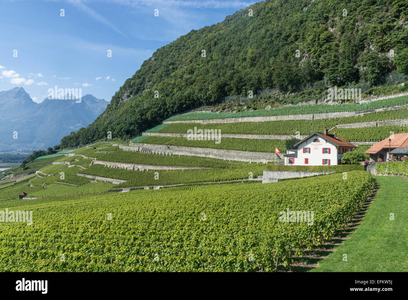 In der Nähe de Rocher Weinberge, Yvorne, Lavaux Region Genfer See, Schweizer Alpen, Schweiz Stockfoto