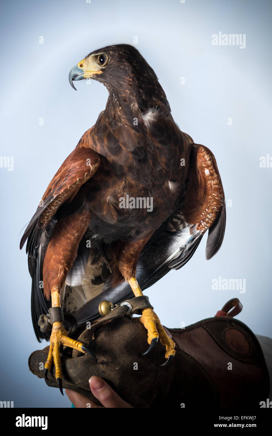 Leistungsstarke Bussard Stockfoto