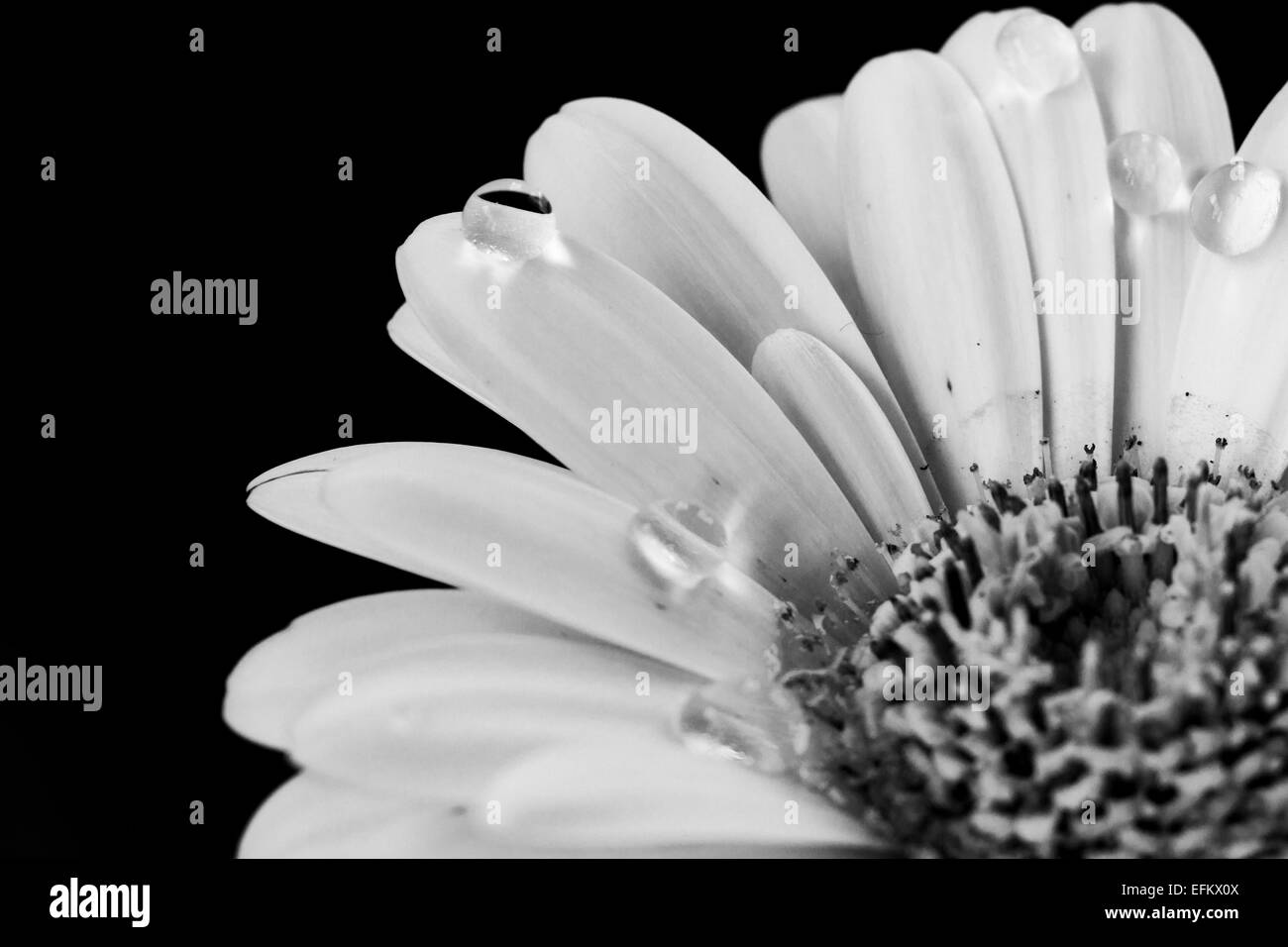 Eine Makroaufnahme einer Blume Gerbera mit Wasser tropft auf es in schwarz und weiß. Stockfoto