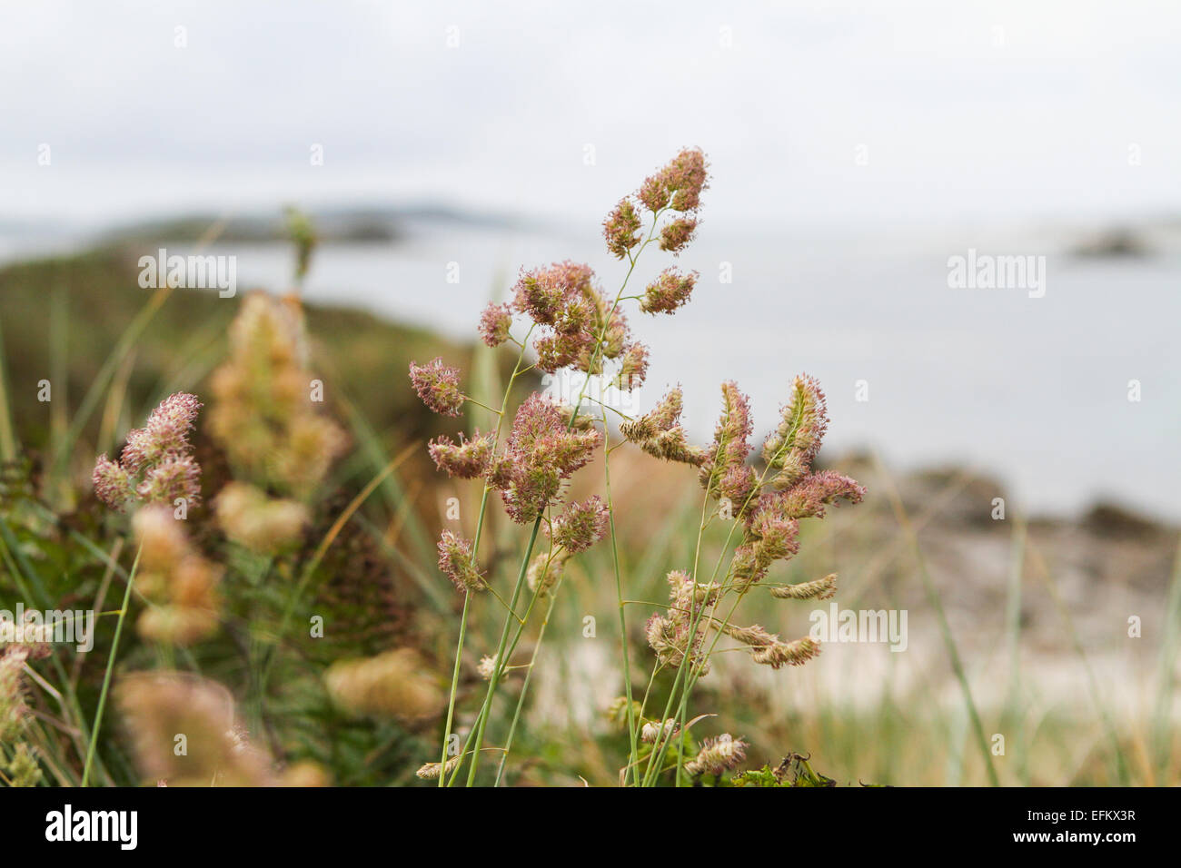 In der Nähe von Küsten Gras wachsen auf Sanddünen, bryher, Isles of Scilly, Großbritannien Stockfoto