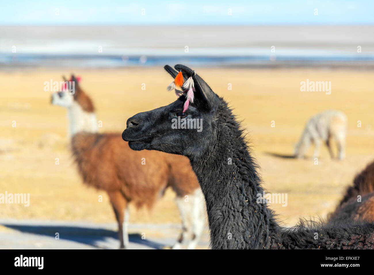 Nahaufnahme von einem schwarzen Lama mit anderen Lamas im Hintergrund in der Nähe von Uyuni, Bolivien Stockfoto